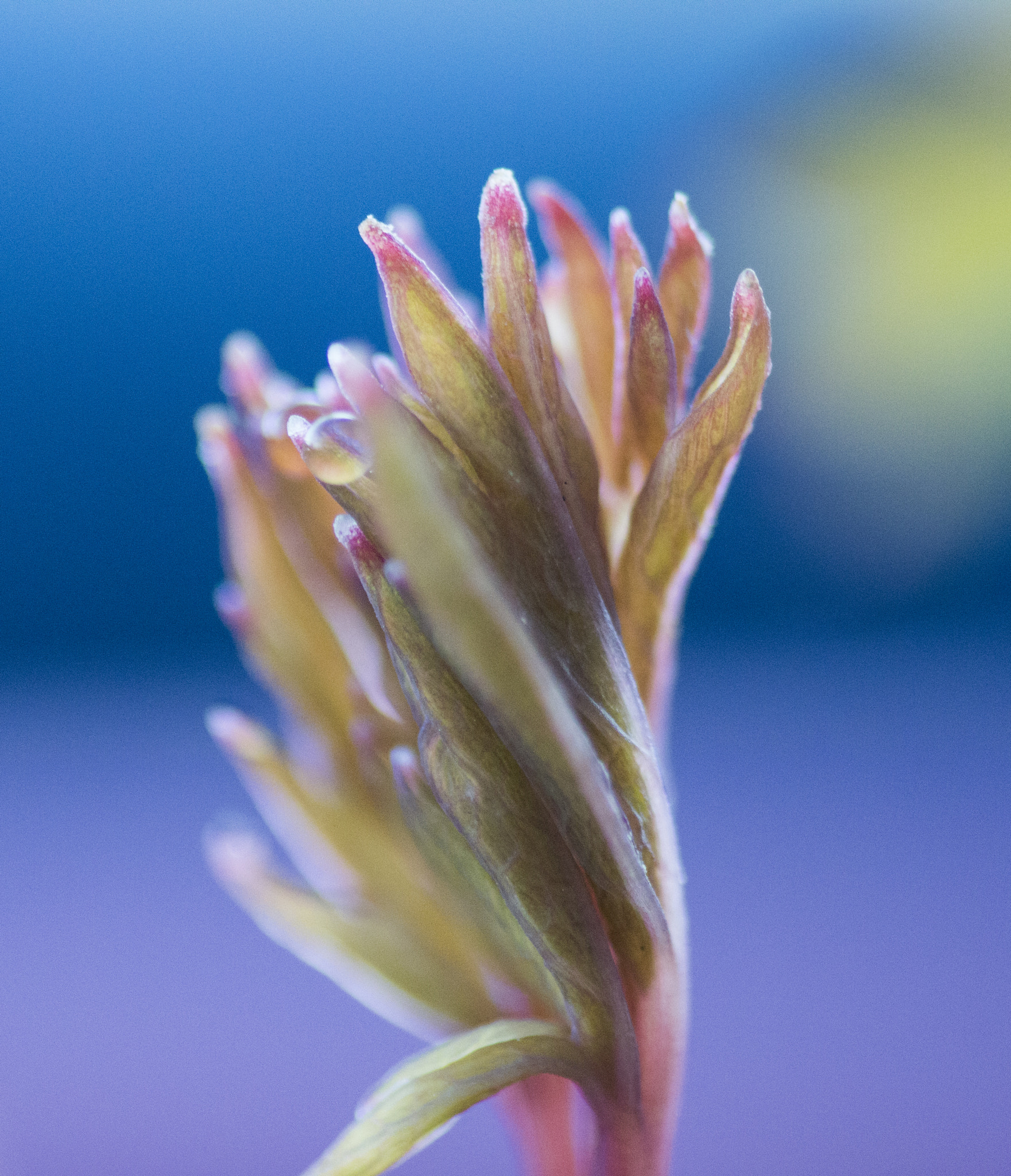 Canon EF 180mm F3.5L Macro USM sample photo. Broken heart with mist drop photography
