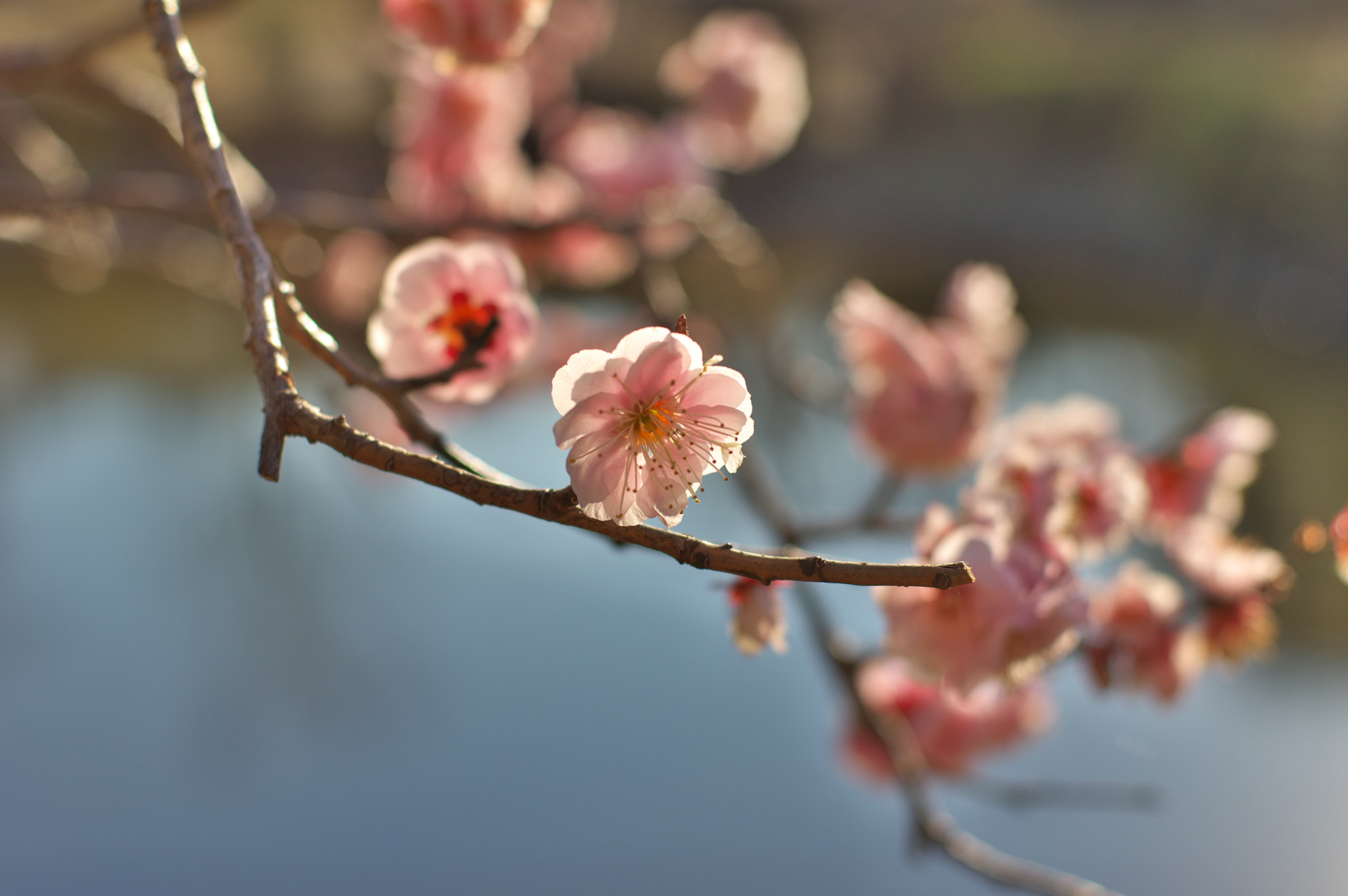 Pentax smc FA 43mm F1.9 Limited sample photo. Still there until they comes... photography