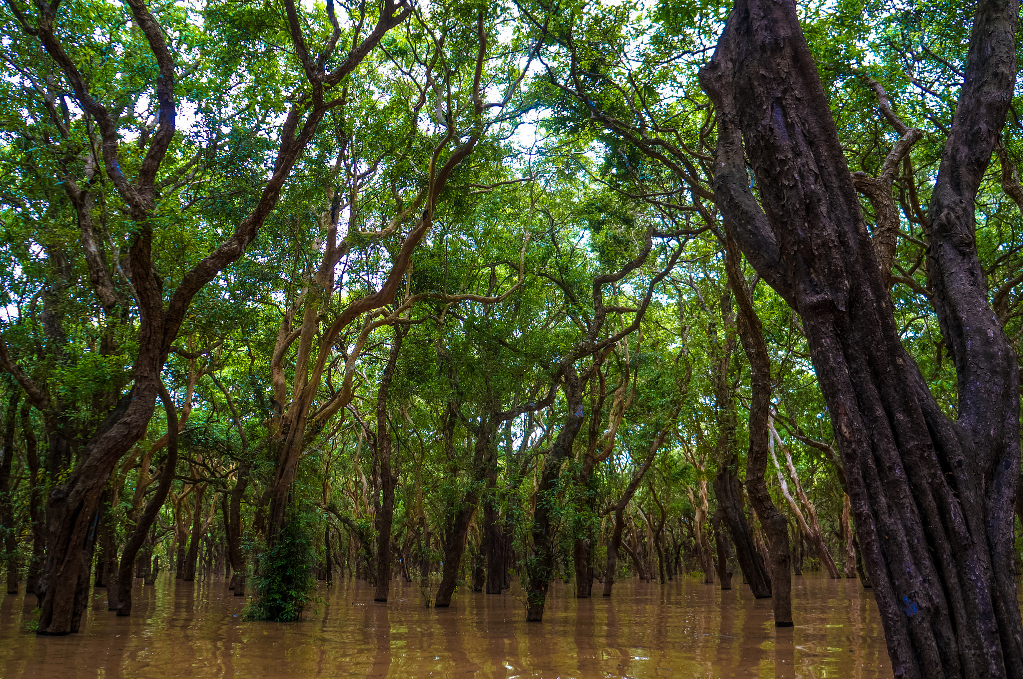 Sony Alpha NEX-5R + Sony E 18-55mm F3.5-5.6 OSS sample photo. Flooded forest cambodia photography