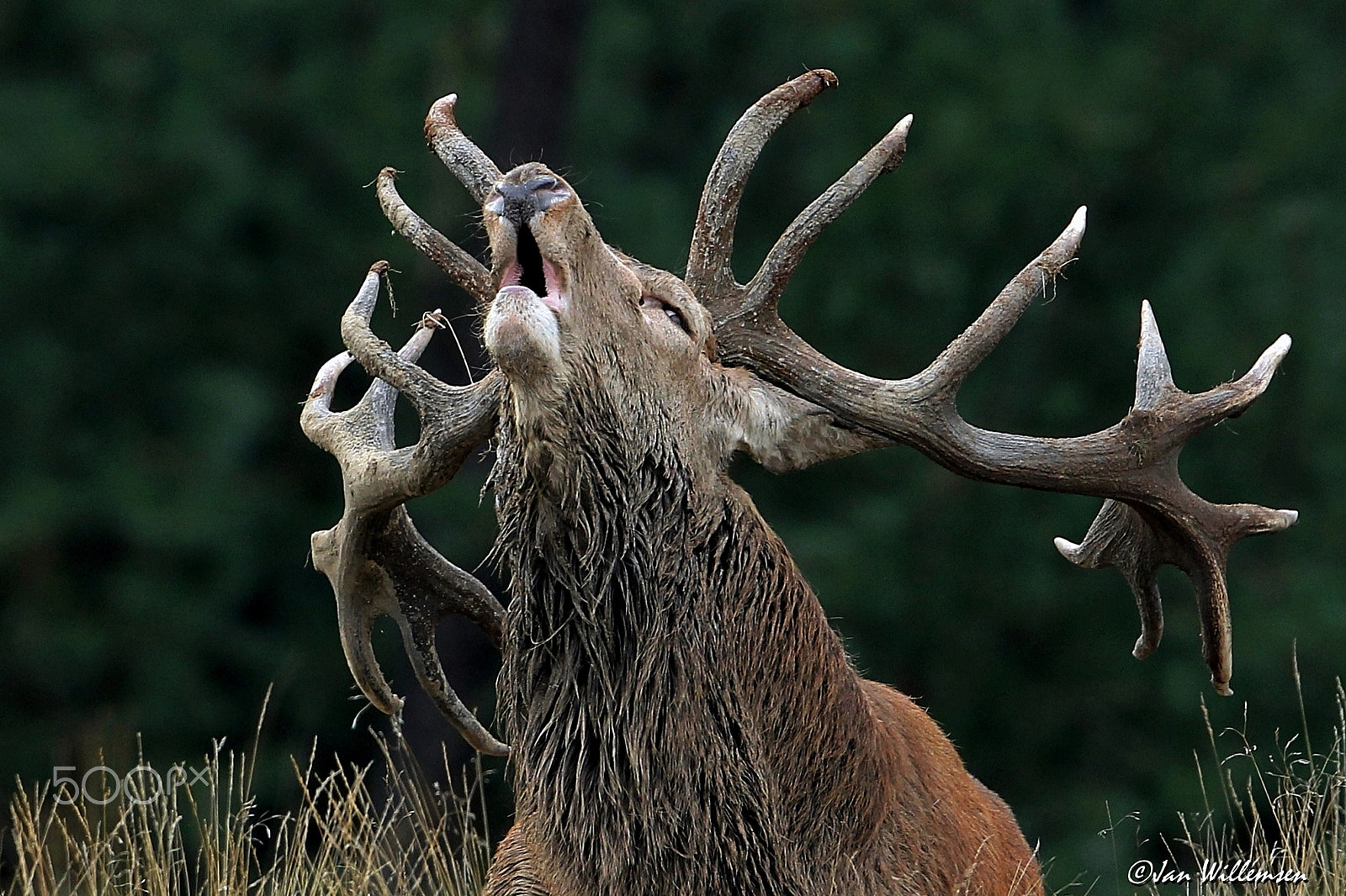 Canon EOS-1D Mark IV + Canon EF 300mm F2.8L IS II USM sample photo. Red deer photography