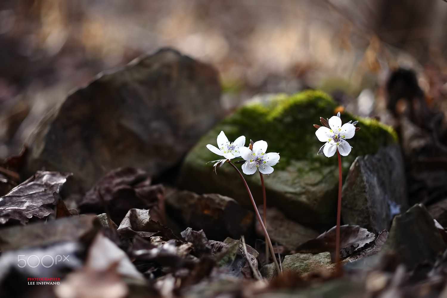 Canon EOS-1Ds Mark III sample photo. Just feel the nature - eranthis byunsanensis photography