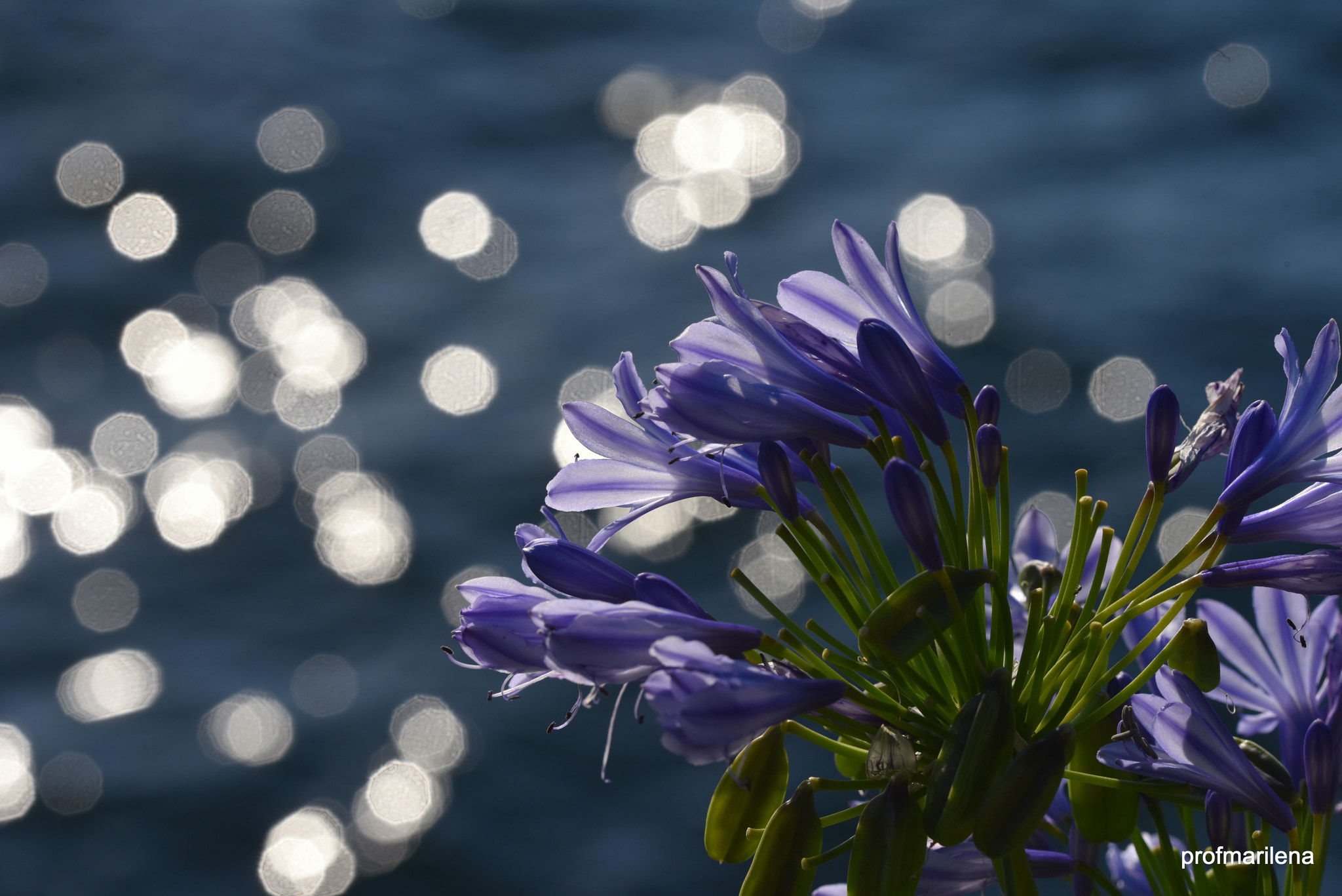 Sigma 150mm F2.8 EX DG OS Macro HSM sample photo. Yes blue is my favourite color photography