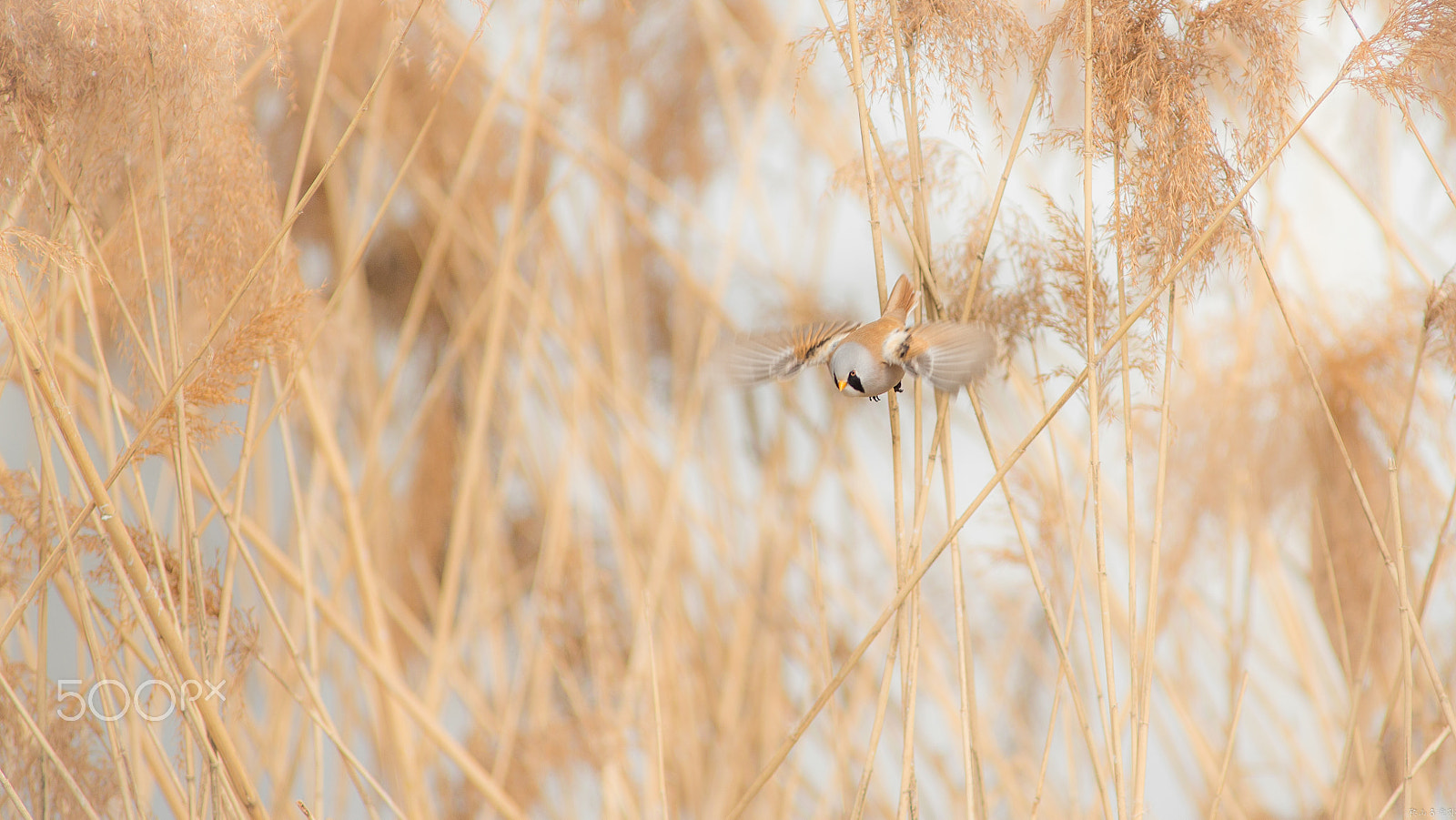 Canon EF 400mm f/2.8L sample photo. 文须雀（panurus biarmicus） photography