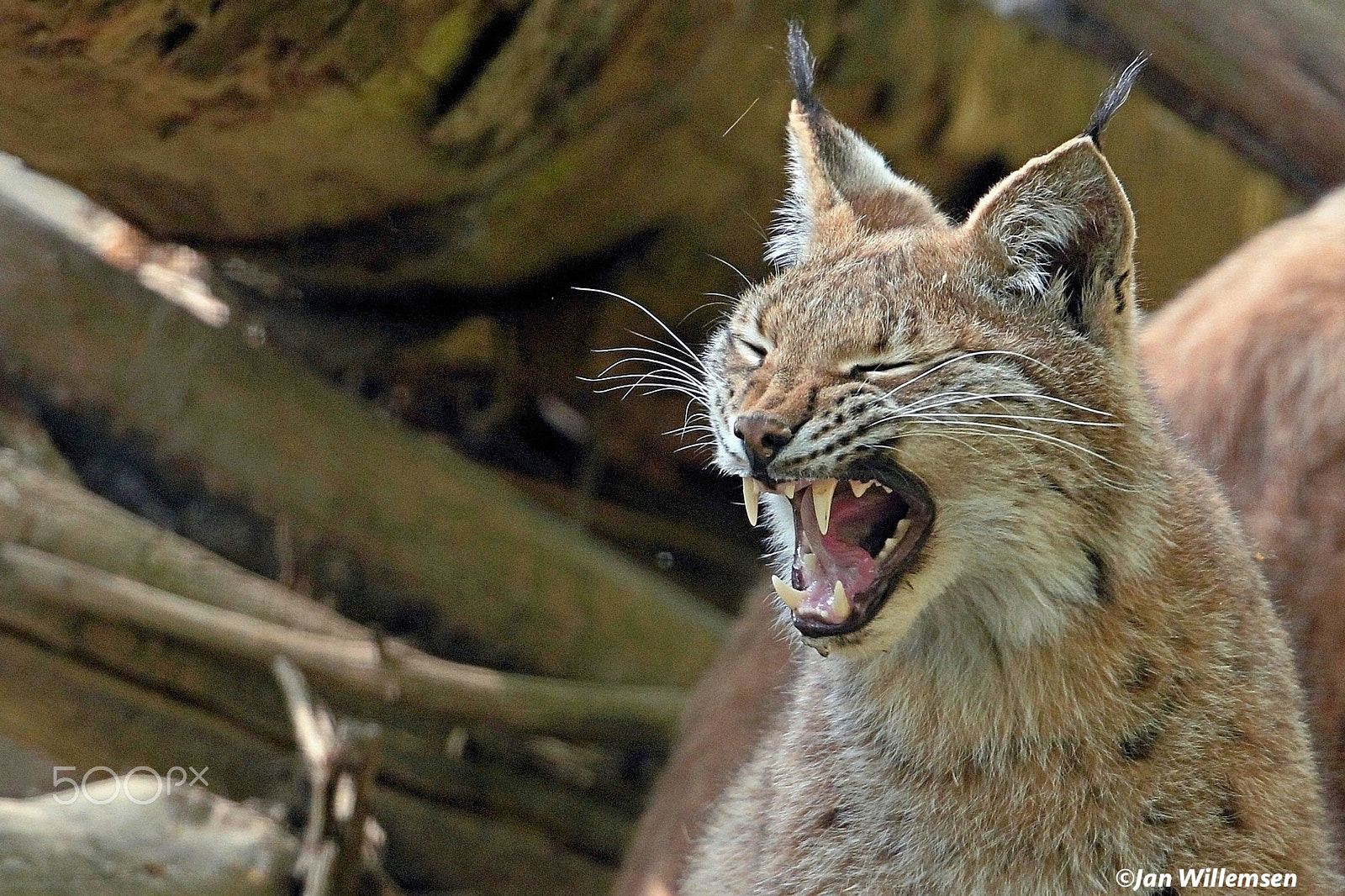 Canon EF 300mm F2.8L IS II USM sample photo. Lynx photography