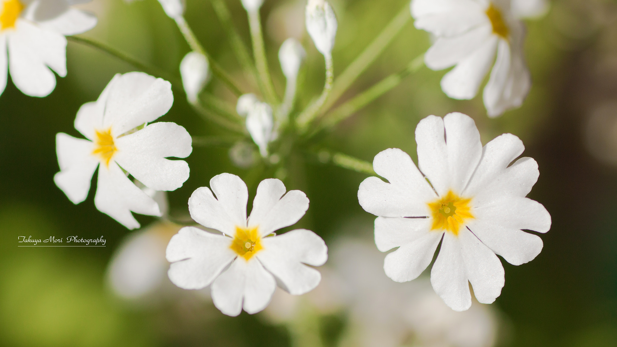 Canon EOS 70D + Tamron SP AF 90mm F2.8 Di Macro sample photo. サクラソウ photography