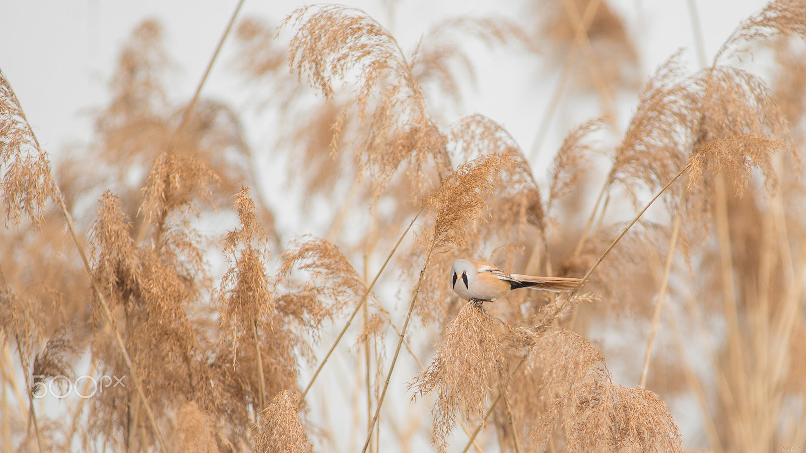 Canon EOS-1D X + Canon EF 400mm f/2.8L sample photo. 文须雀（panurus biarmicus） photography