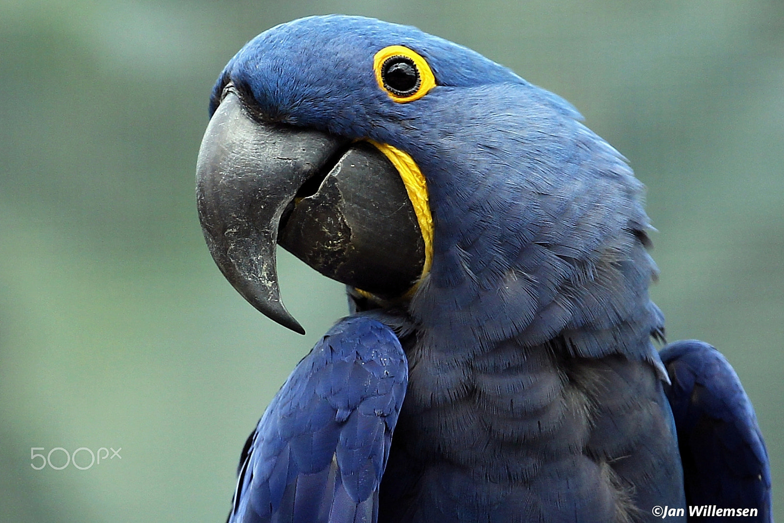 Canon EOS-1D Mark IV + Canon EF 300mm F2.8L IS II USM sample photo. Hyacinth macaw photography