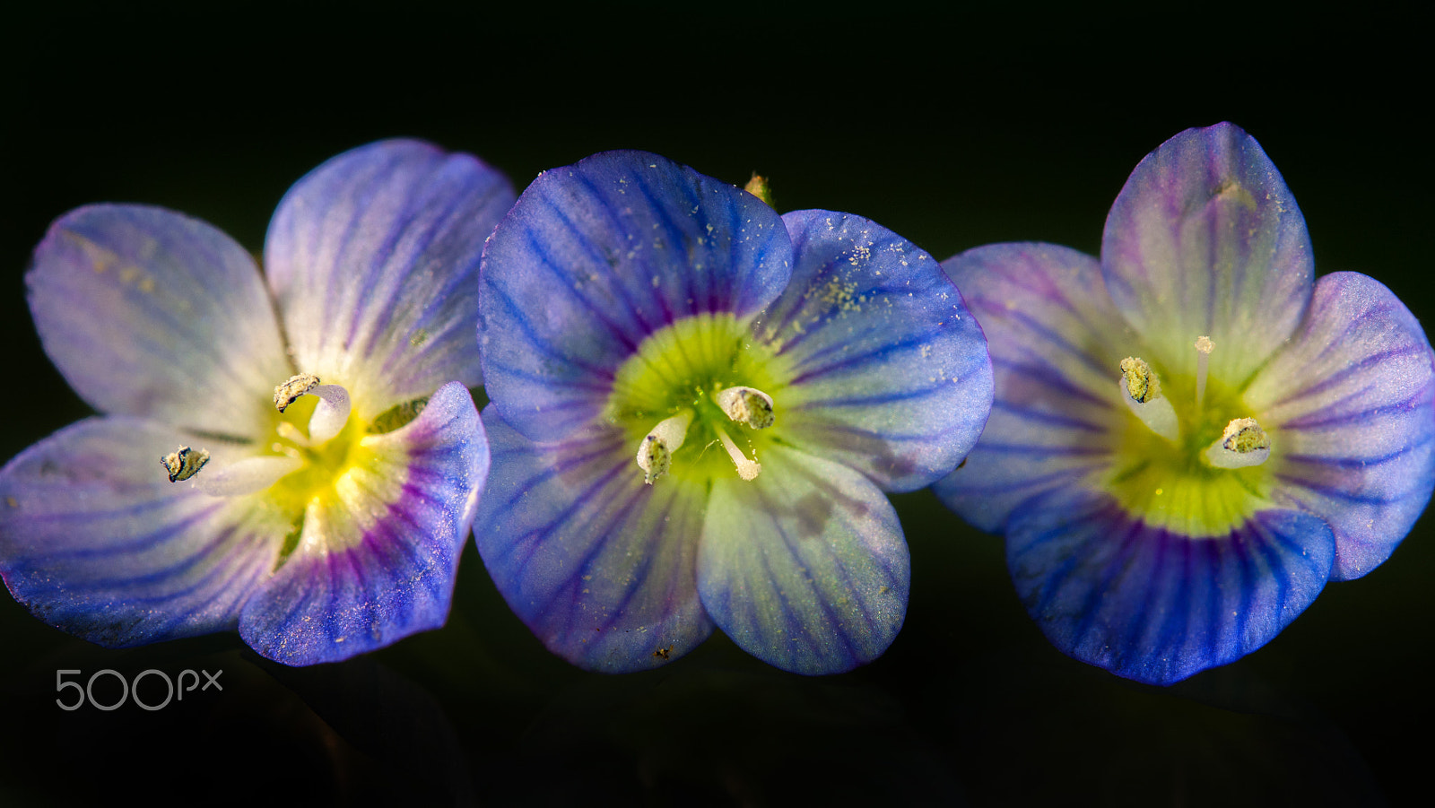 Nikon AF-S Micro-Nikkor 60mm F2.8G ED sample photo. Bright flowers photography