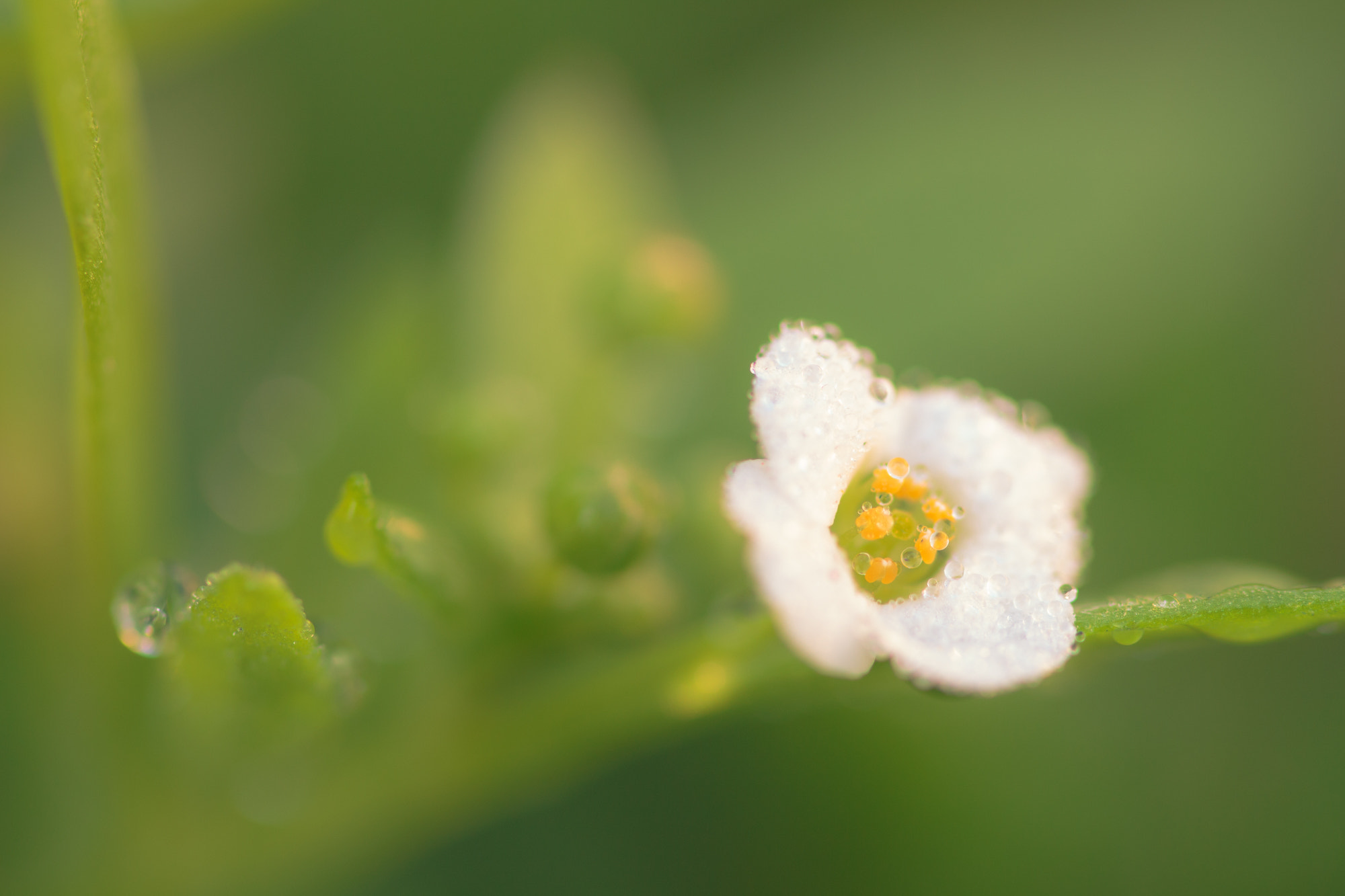 Sigma 105mm F2.8 EX DG OS HSM sample photo. Nature  photography