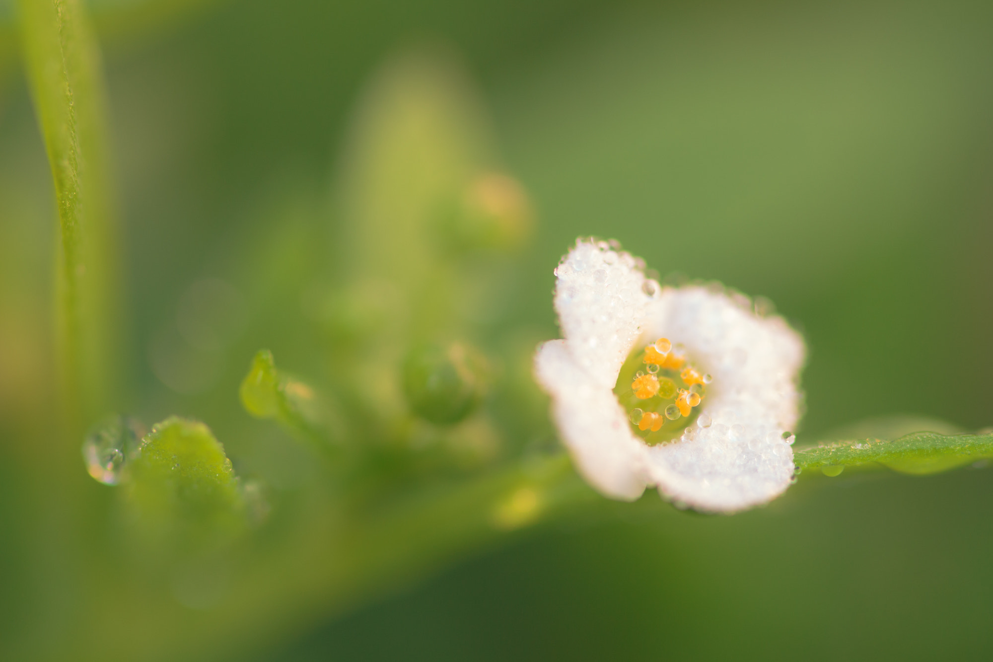 Canon EOS 700D (EOS Rebel T5i / EOS Kiss X7i) + Sigma 105mm F2.8 EX DG OS HSM sample photo. Nature  photography