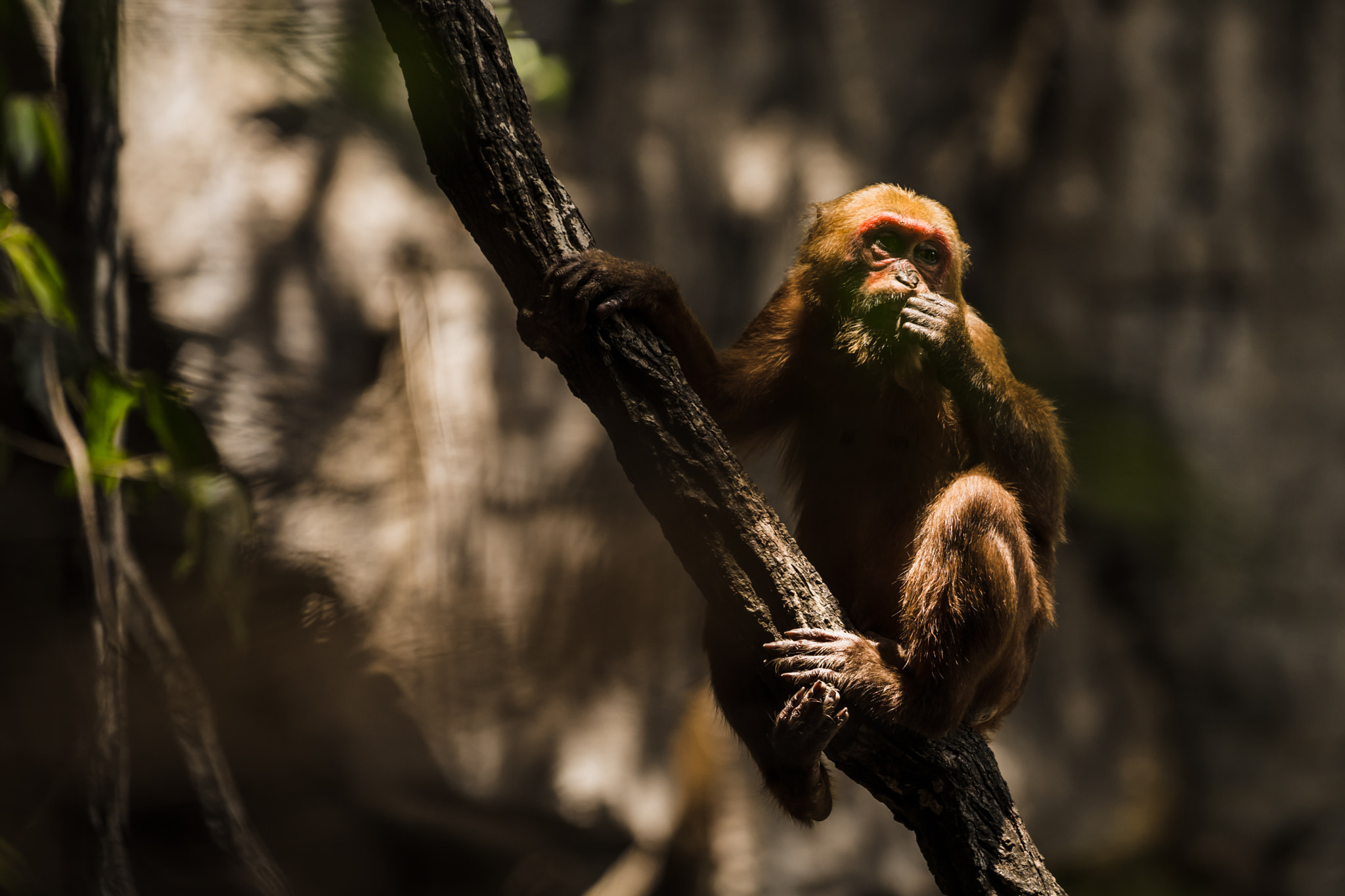 Sony a7 + Sony FE 70-200mm F4 G OSS sample photo. Capuchin monkey photography