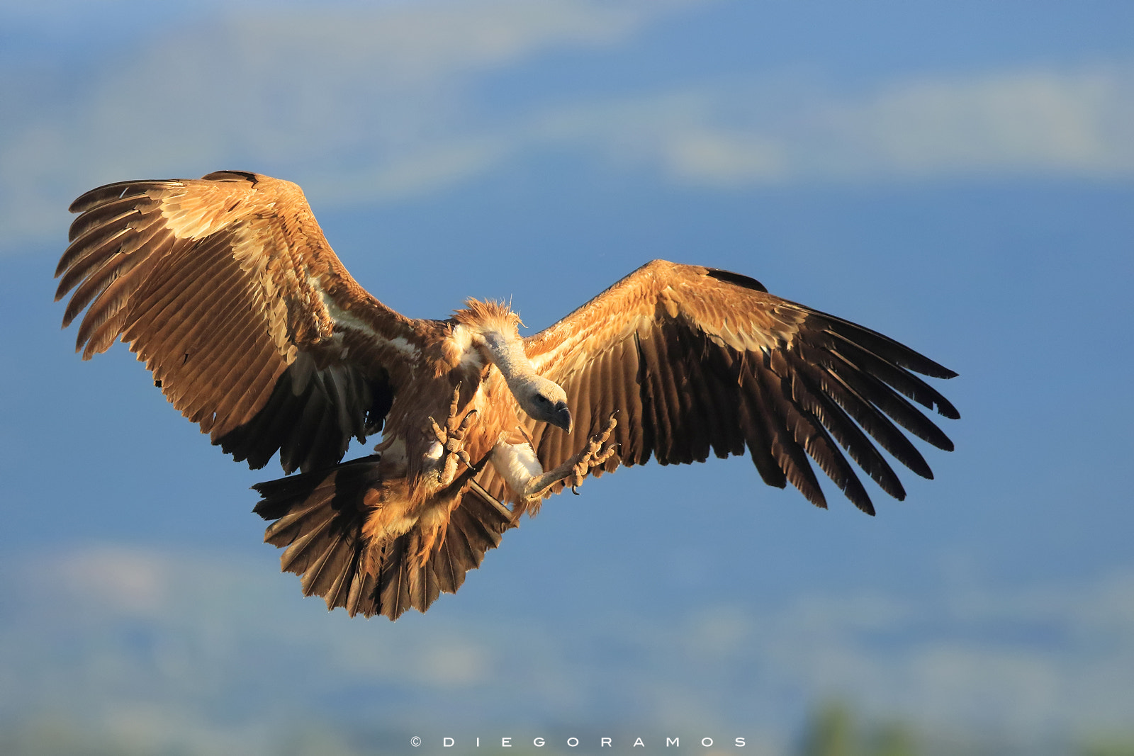 Canon EOS 7D Mark II + Canon EF 300mm F2.8L IS USM sample photo. Vulture at morning photography