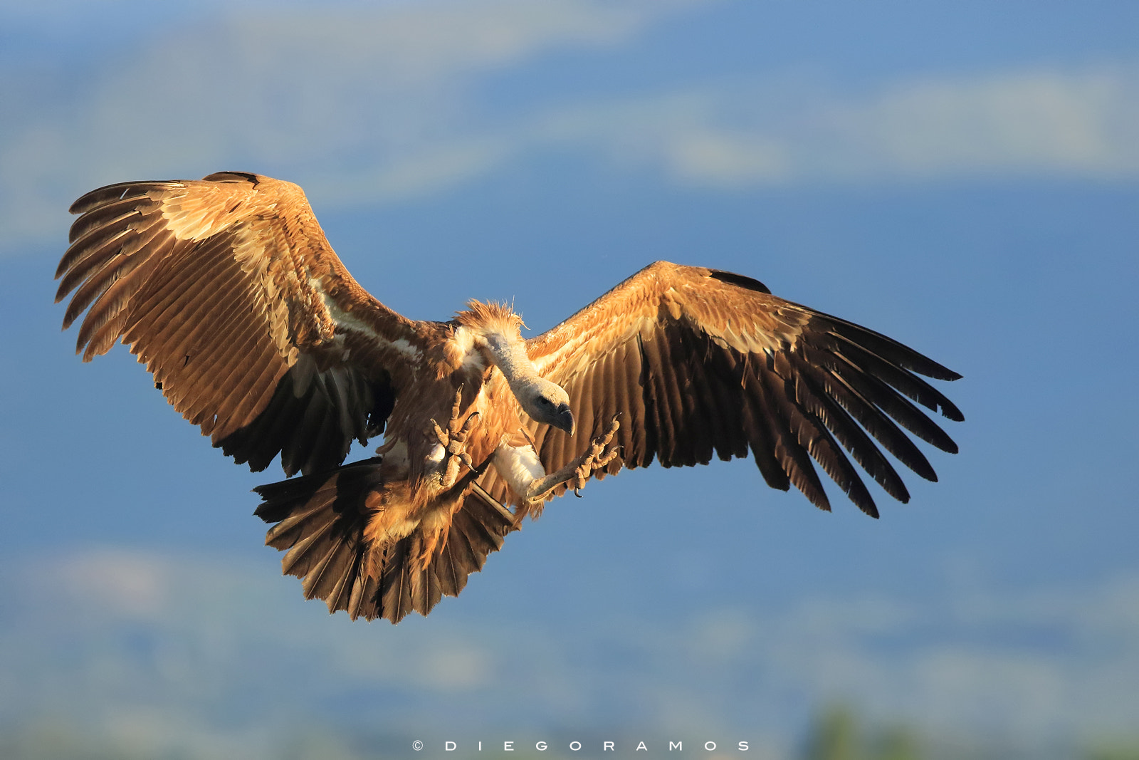 Canon EF 300mm F2.8L IS USM sample photo. Vulture at morning photography