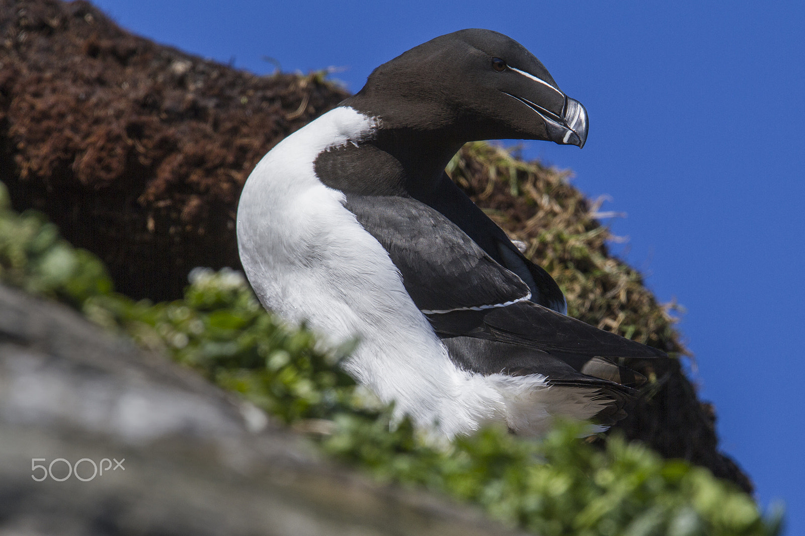 Canon EF 300mm F2.8L IS USM sample photo. Razorbill (alca torda) photography