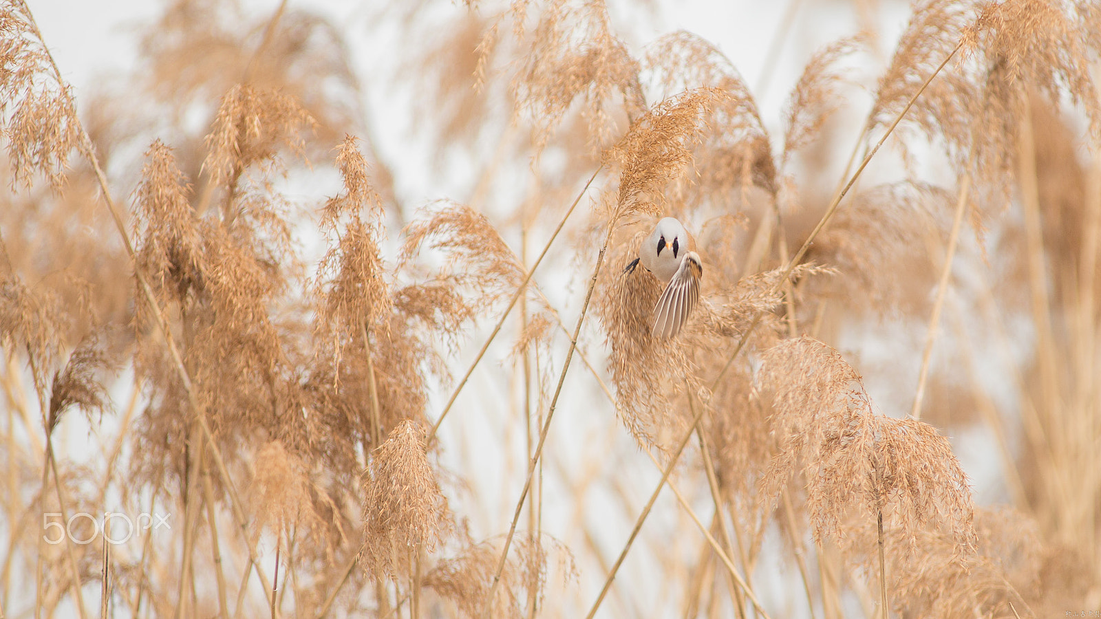Canon EOS-1D X + Canon EF 400mm f/2.8L sample photo. 文须雀（panurus biarmicus） photography