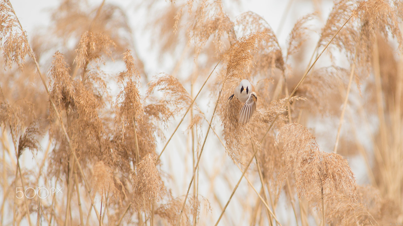 Canon EF 400mm f/2.8L sample photo. 文须雀（panurus biarmicus） photography