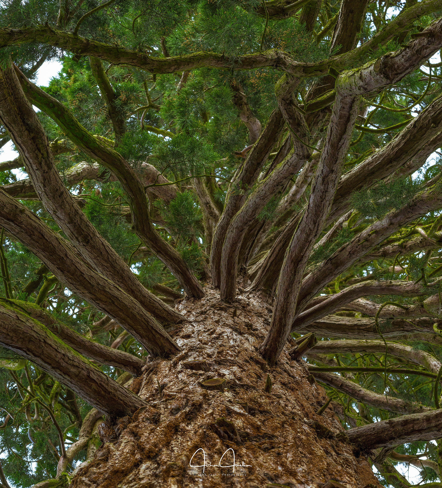 Sony a7R sample photo. Giant redwood photography