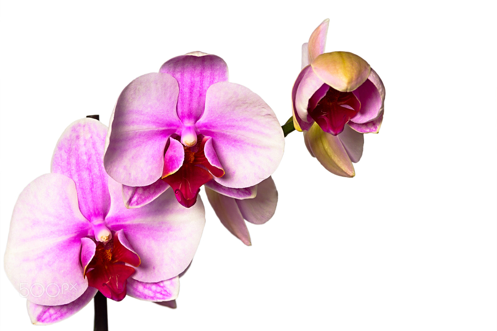 Canon EOS 60D sample photo. Orchid on a white background photography