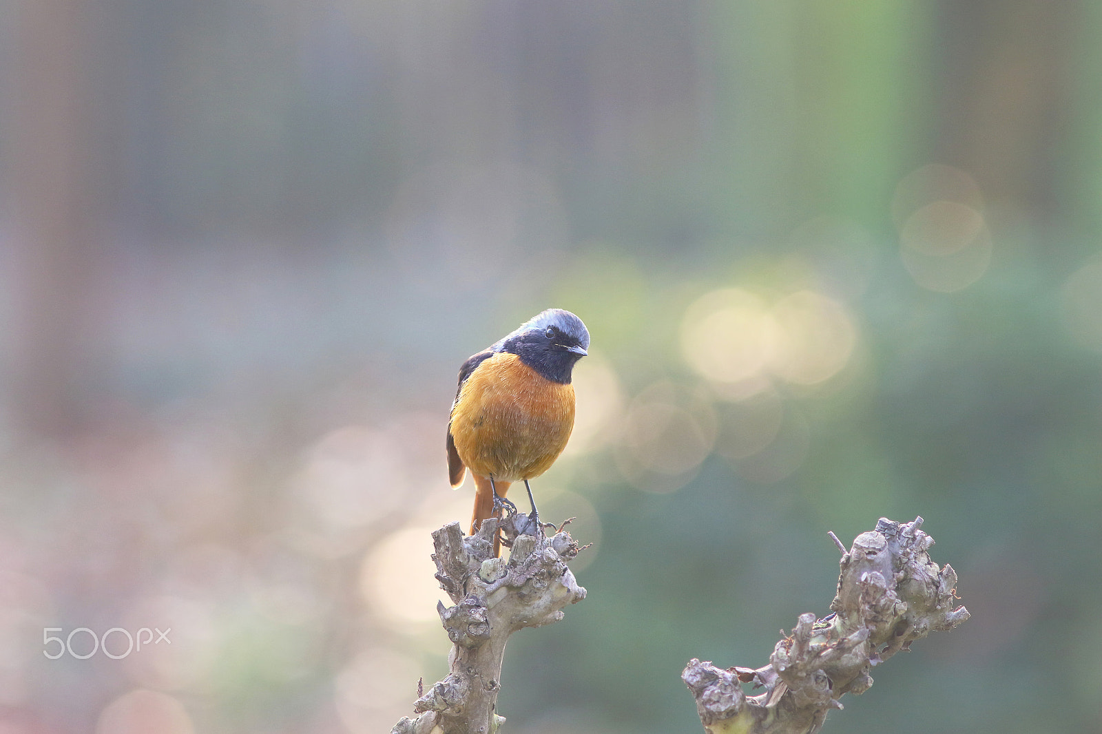 Canon EF 300mm F4L IS USM sample photo. 北红 photography
