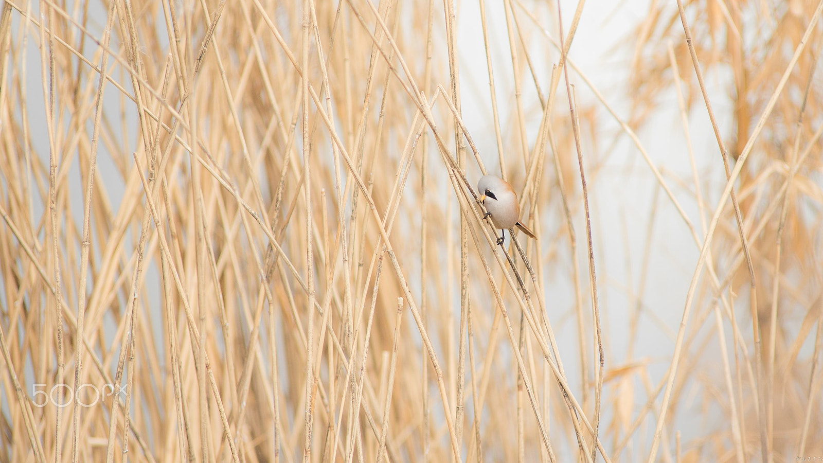 Canon EF 400mm f/2.8L sample photo. 文须雀（panurus biarmicus） photography