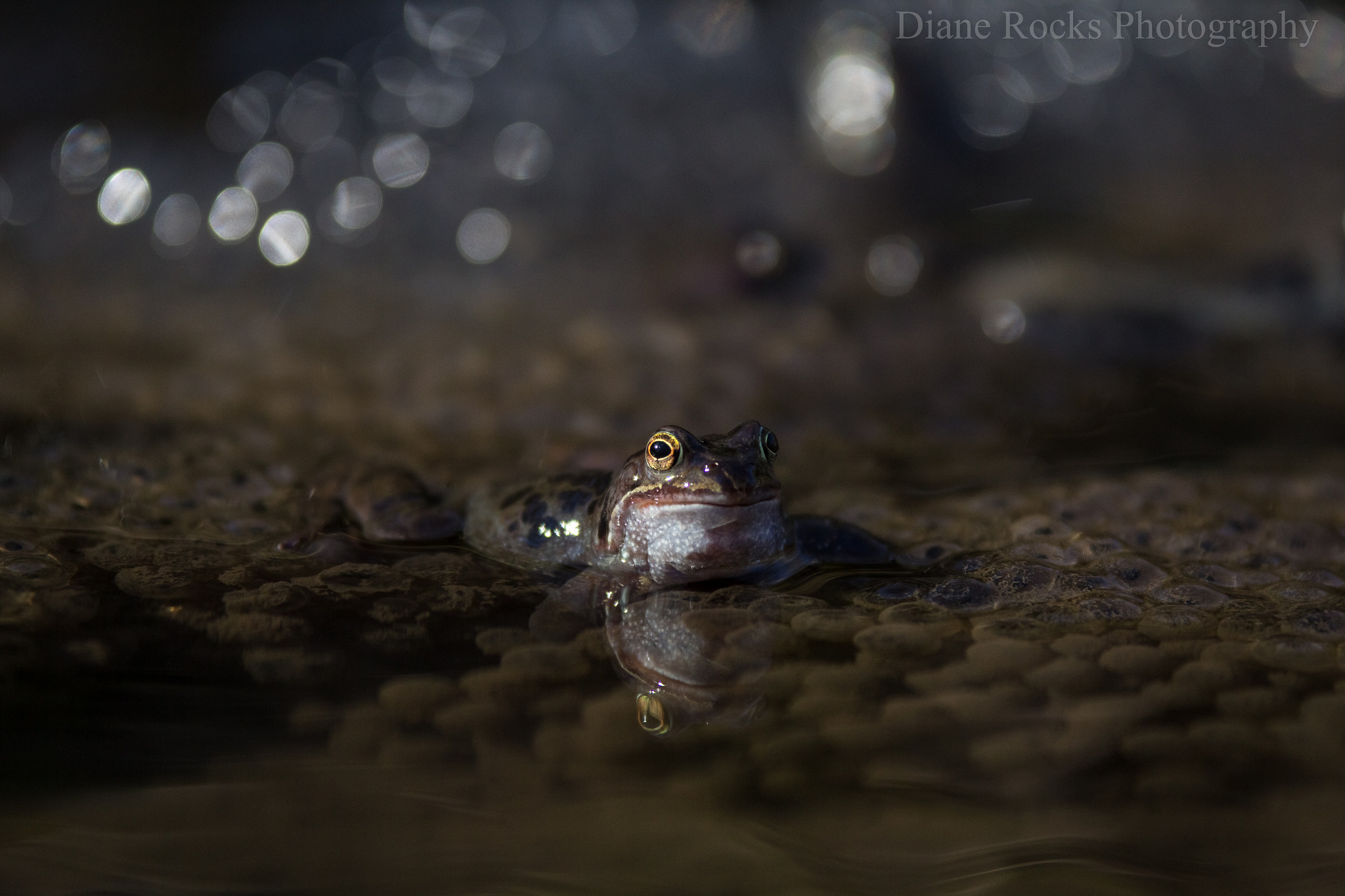 Sigma 70-200mm F2.8 EX DG OS HSM sample photo. Common frog photography