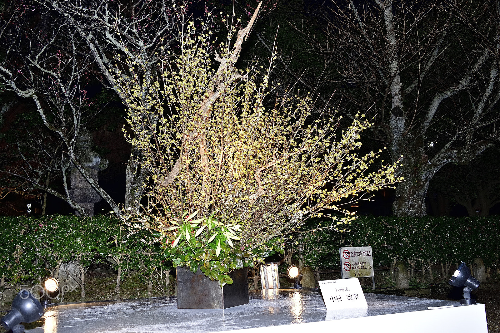 Nikon D800E sample photo. Flower arrangement～京都花灯路～ photography