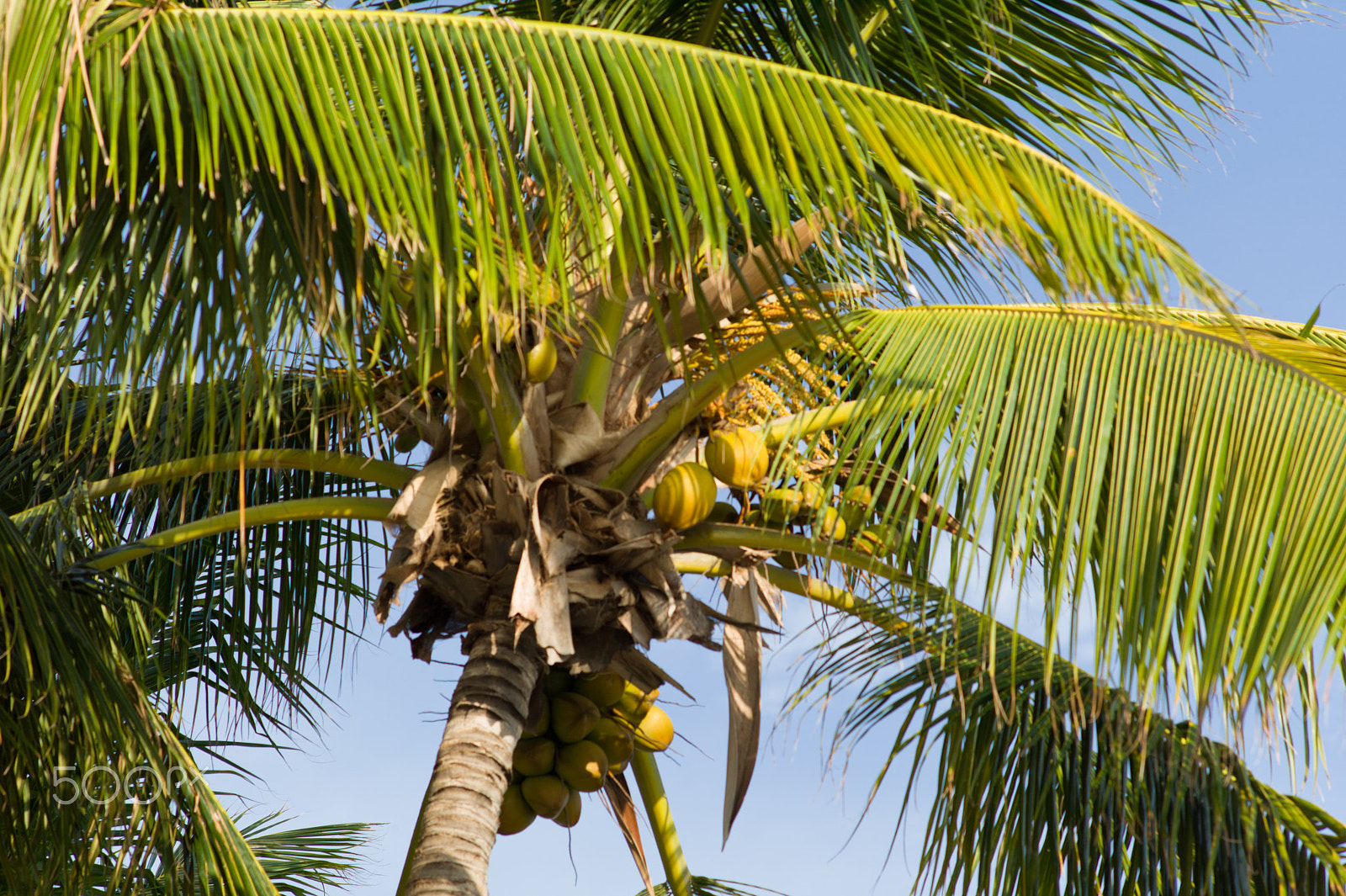 Leica M9 + Elmarit-M 135mm f/2.8 (I/II) sample photo. Coconut palm photography