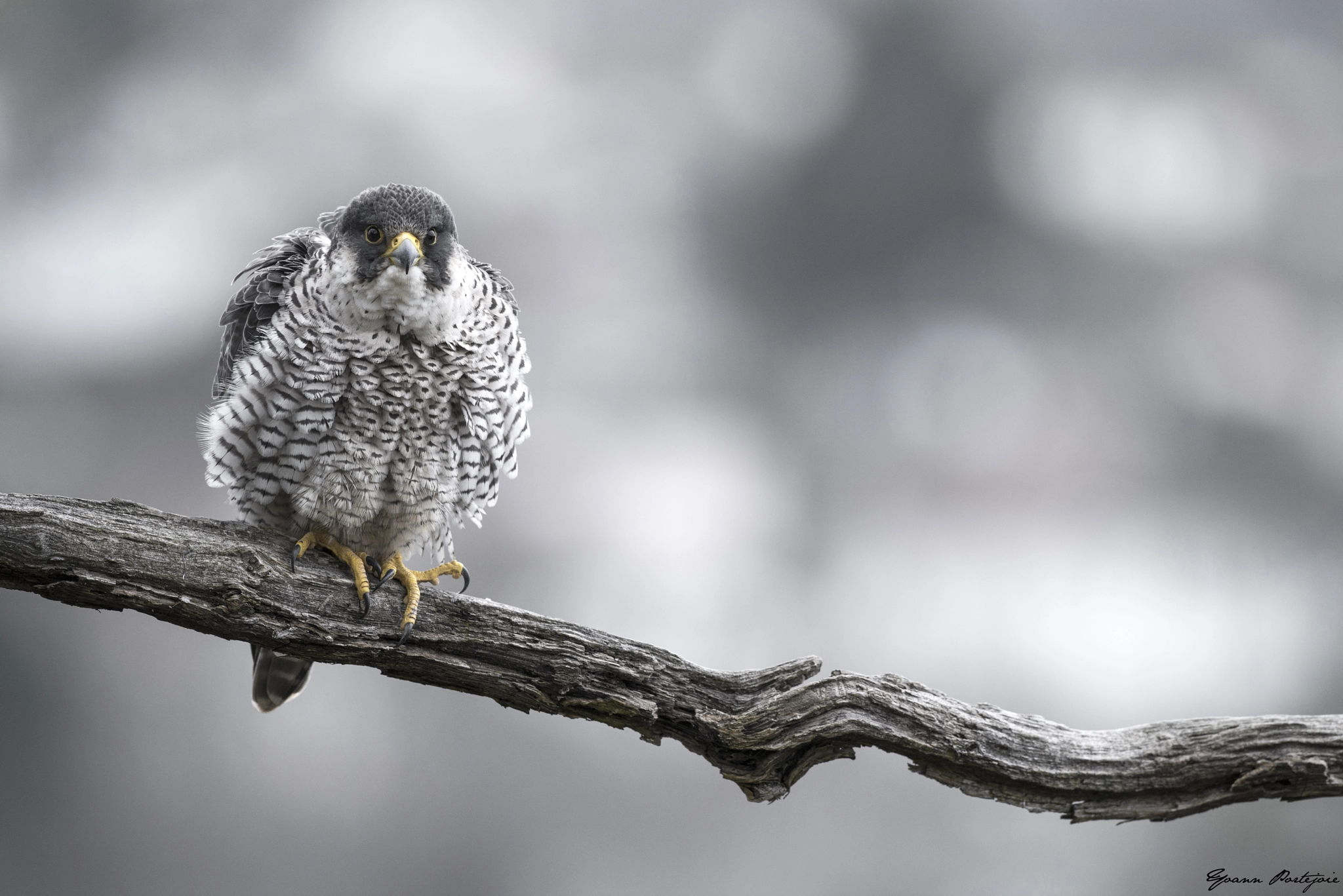 Nikon D800E + Nikon AF-S Nikkor 500mm F4G ED VR sample photo. Falco peregrinus photography