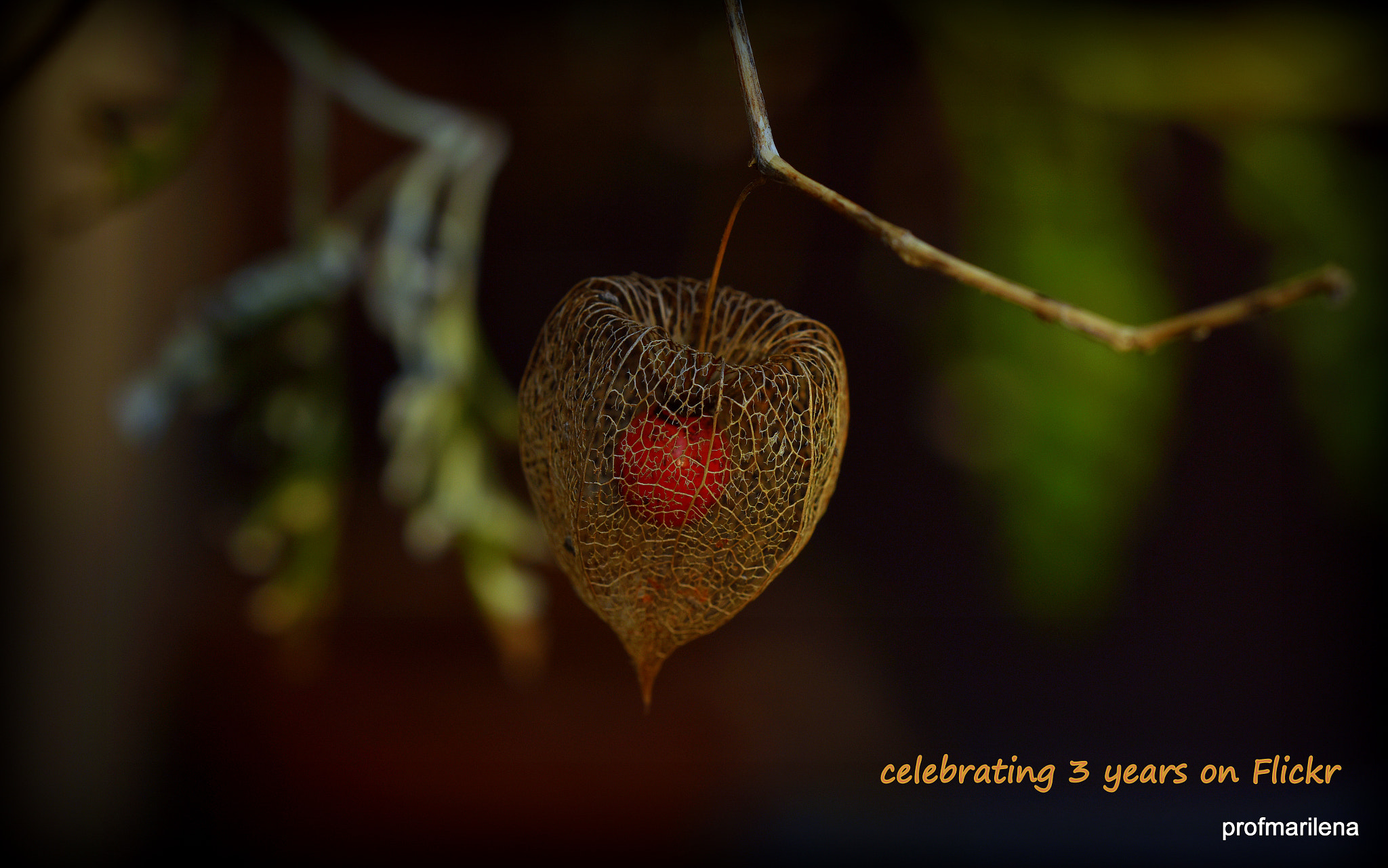Sigma 150mm F2.8 EX DG OS Macro HSM sample photo. 3 yrs on flickr with my followers photography