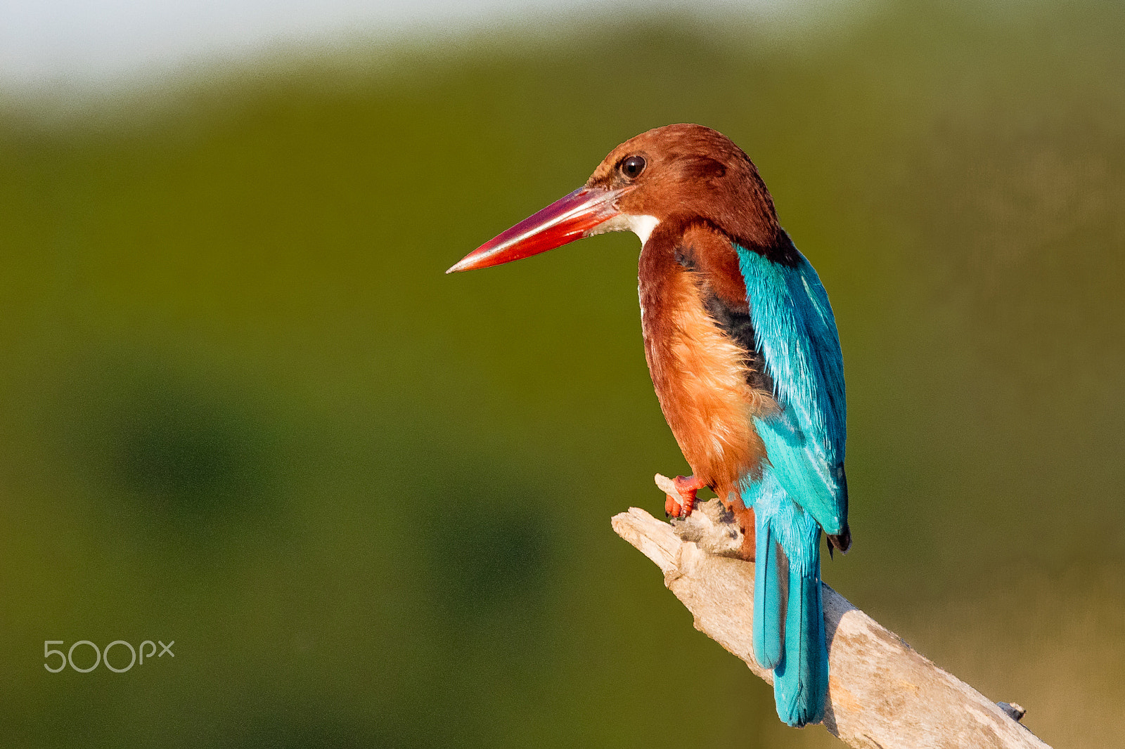 Canon EF 100-400mm F4.5-5.6L IS USM sample photo. White-throated kingfisher photography
