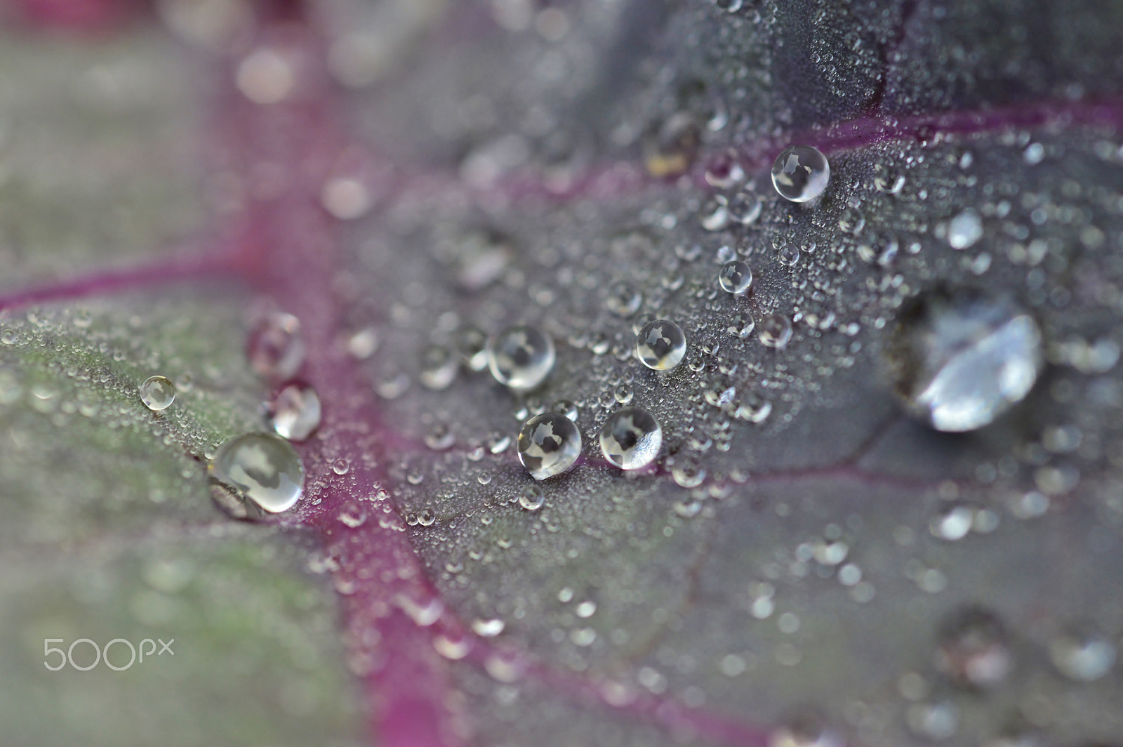 AF Micro-Nikkor 55mm f/2.8 sample photo. Drops......macro nature photography