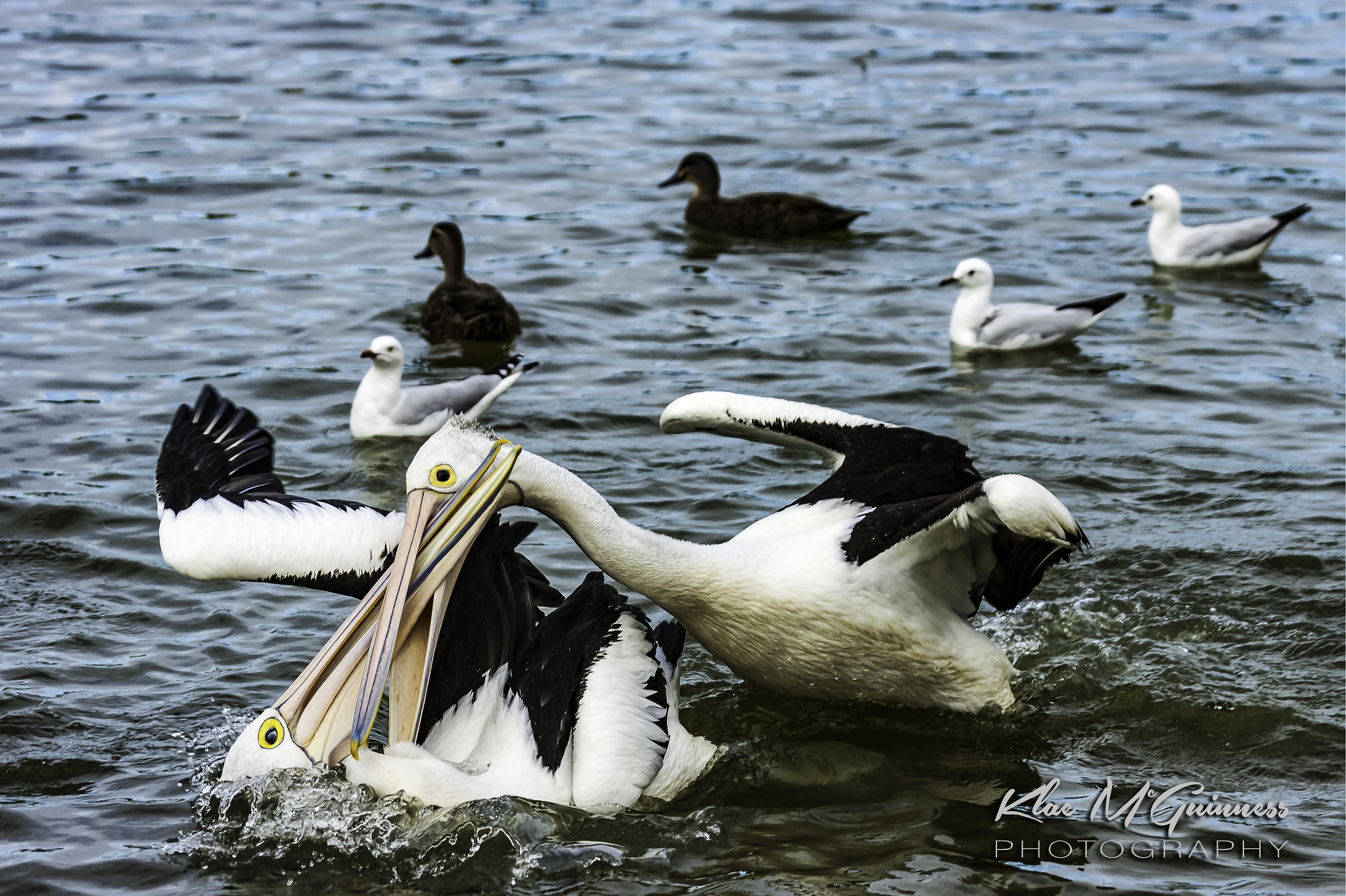 Canon EOS 50D + Canon EF 70-200mm F4L IS USM sample photo. Duelling pelicans photography