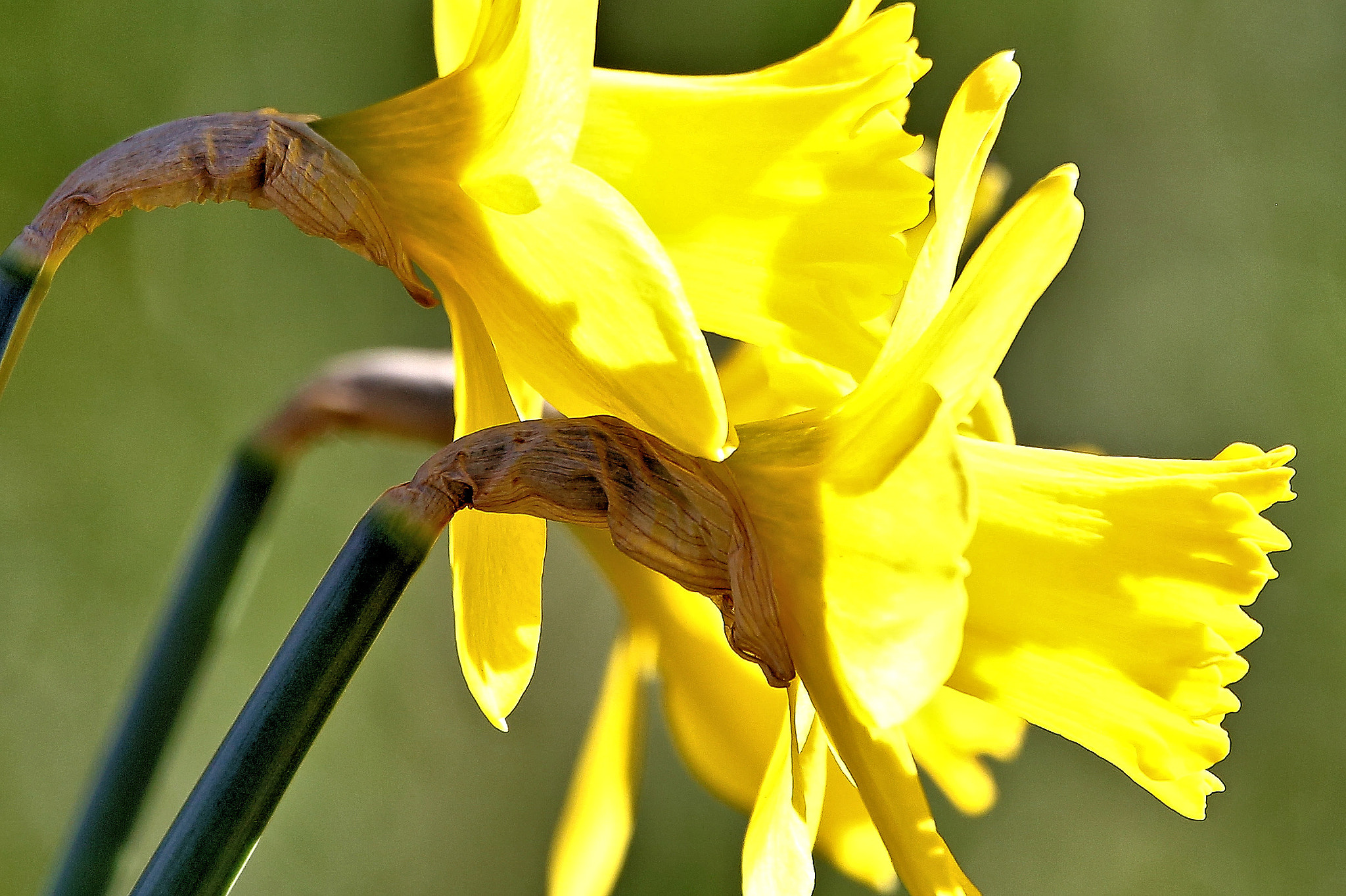 150-600mm F5-6.3 DG OS HSM | Contemporary 015 sample photo. ...as narcissus is turned to a flower photography