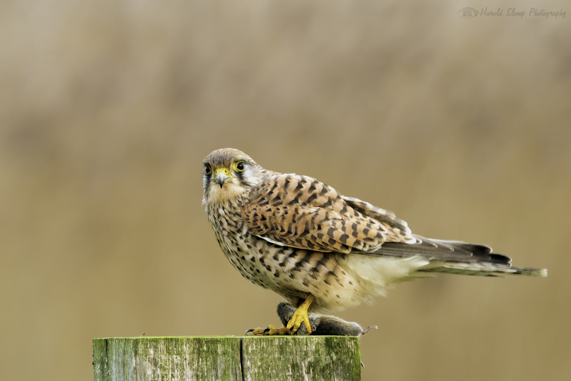 M.300mm F4.0 + MC-14 sample photo. Dinner is caught (kestrel) photography