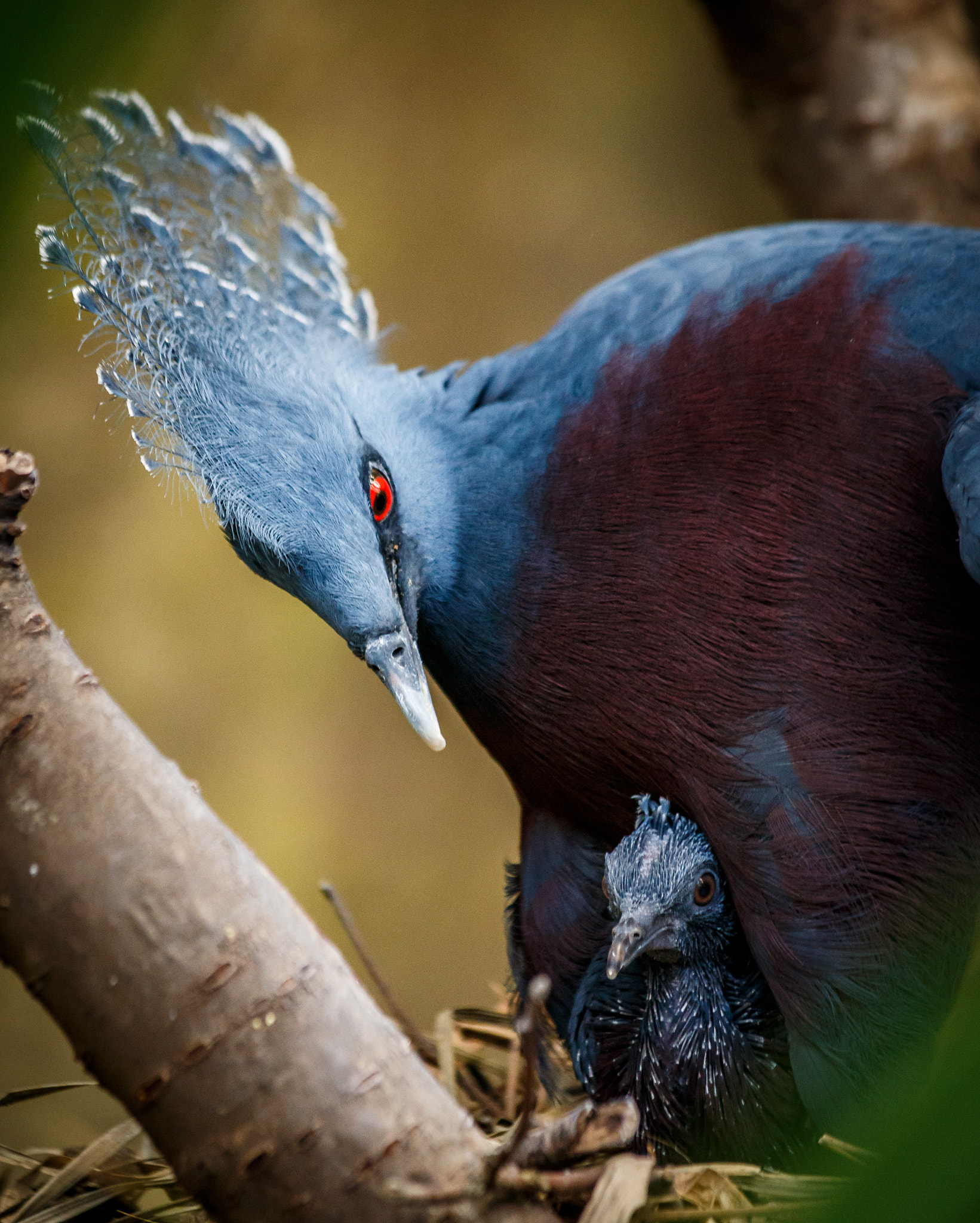 Canon EF 70-300mm F4-5.6 IS USM sample photo. 2016-10-03 - iesw2016 - edinburgh zoo - victoria crowned pigeon photography