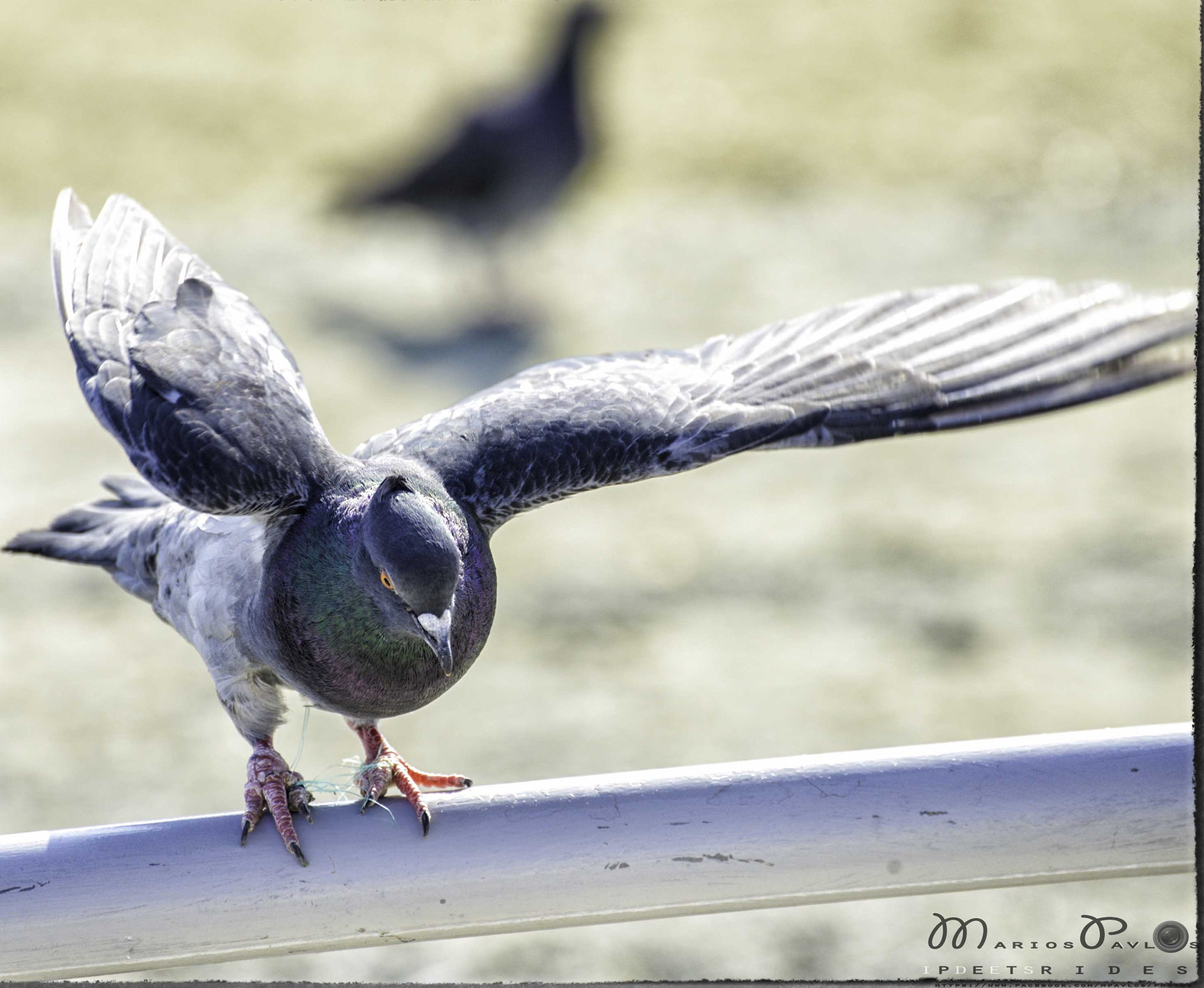 Nikon D800 sample photo. Turn right only photography