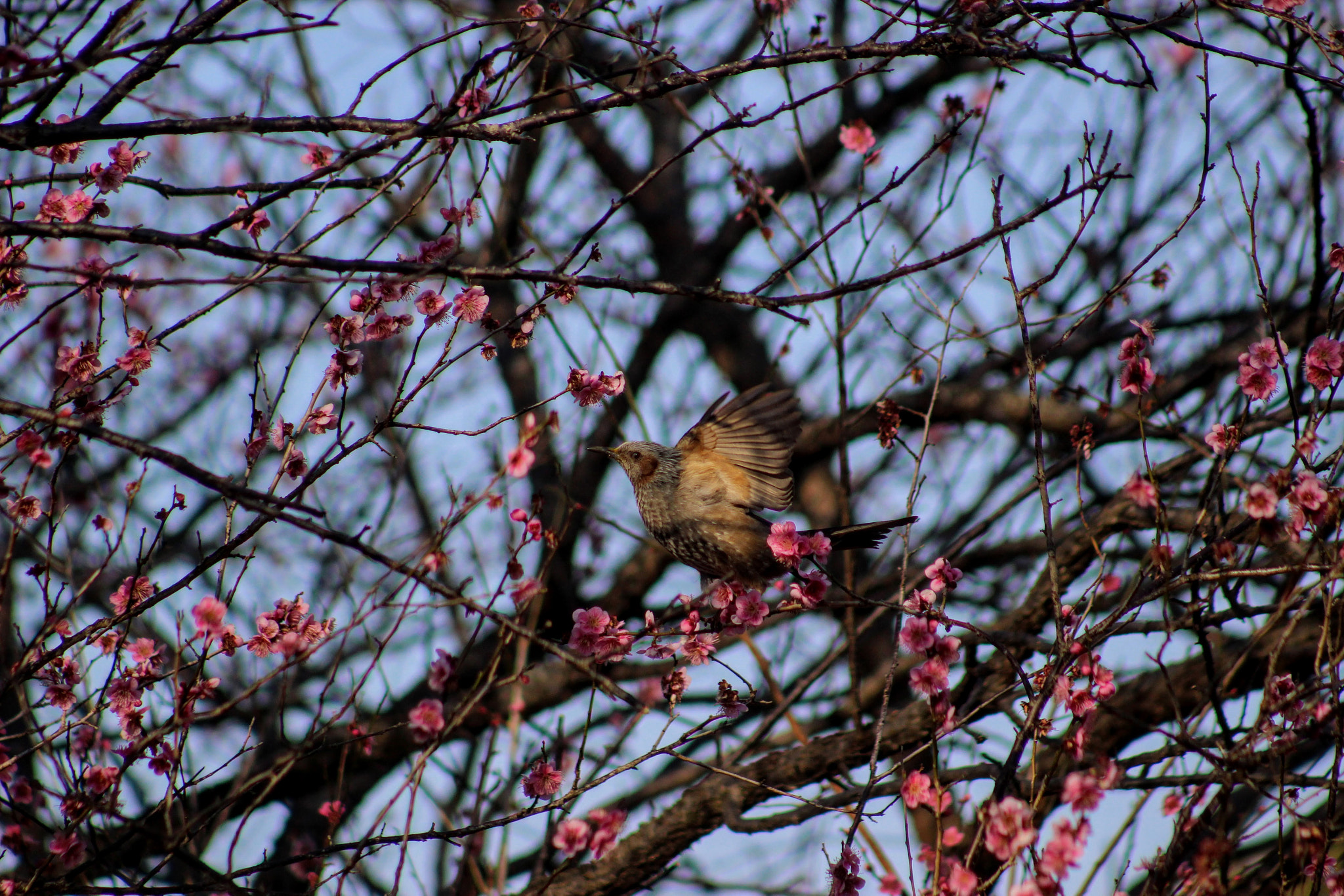 Canon EF 75-300mm f/4-5.6 USM sample photo. 希望 photography