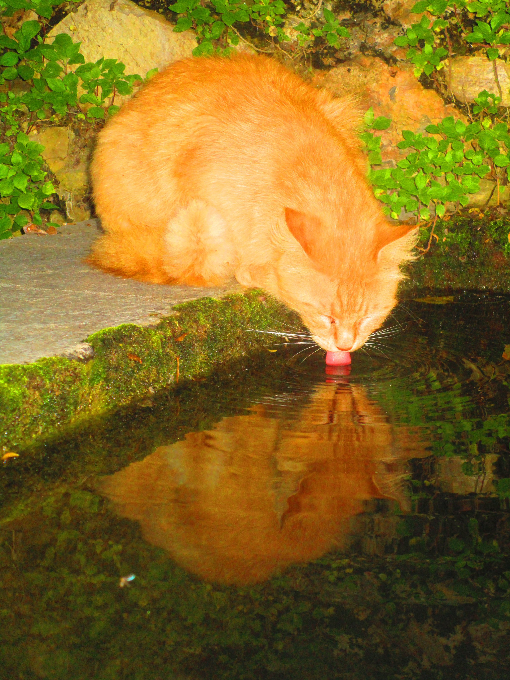 Canon PowerShot ELPH 150 IS (IXUS 155 / IXY 140) sample photo. Cat drinks water photography