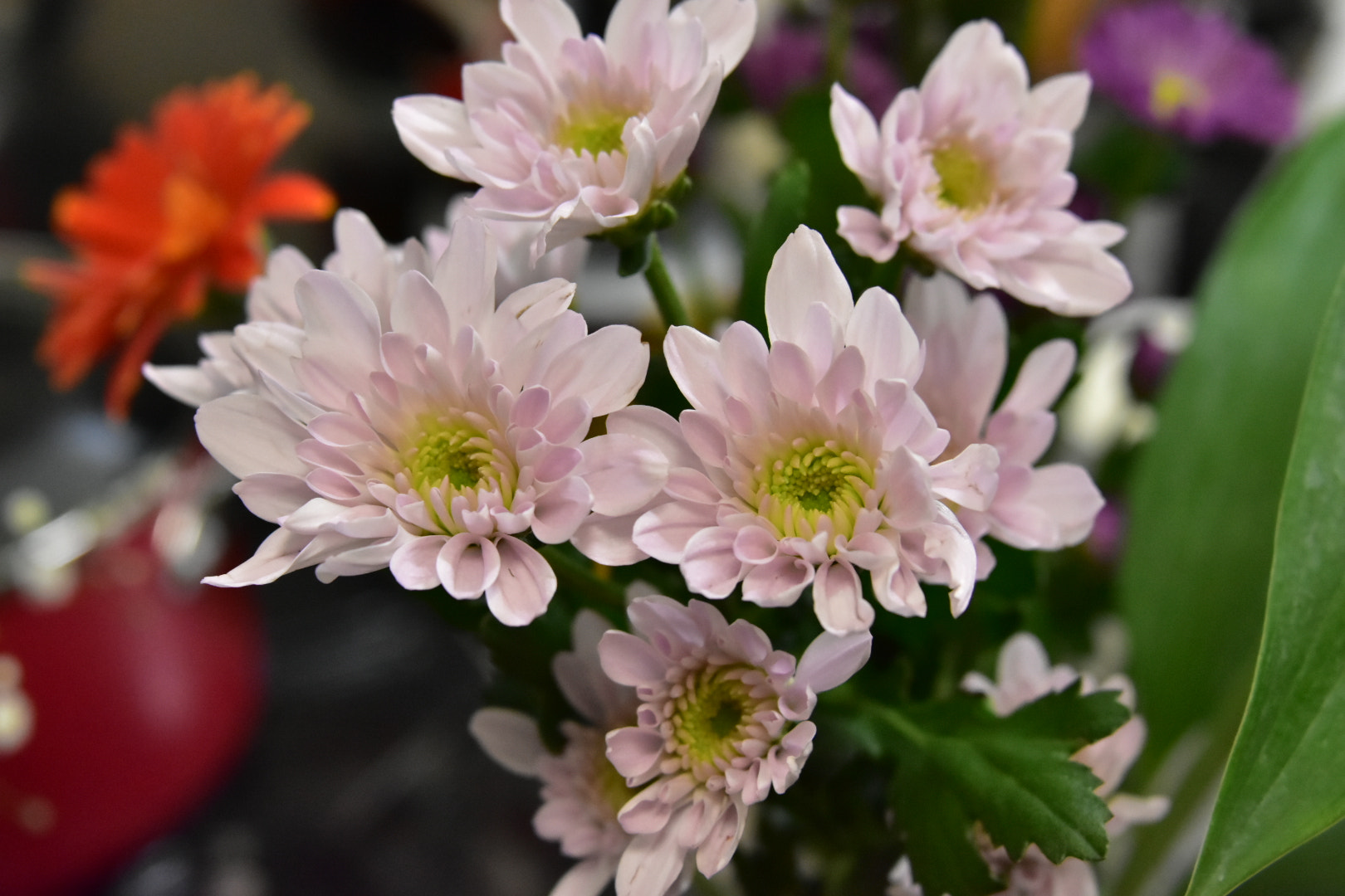 Nikon D7200 sample photo
