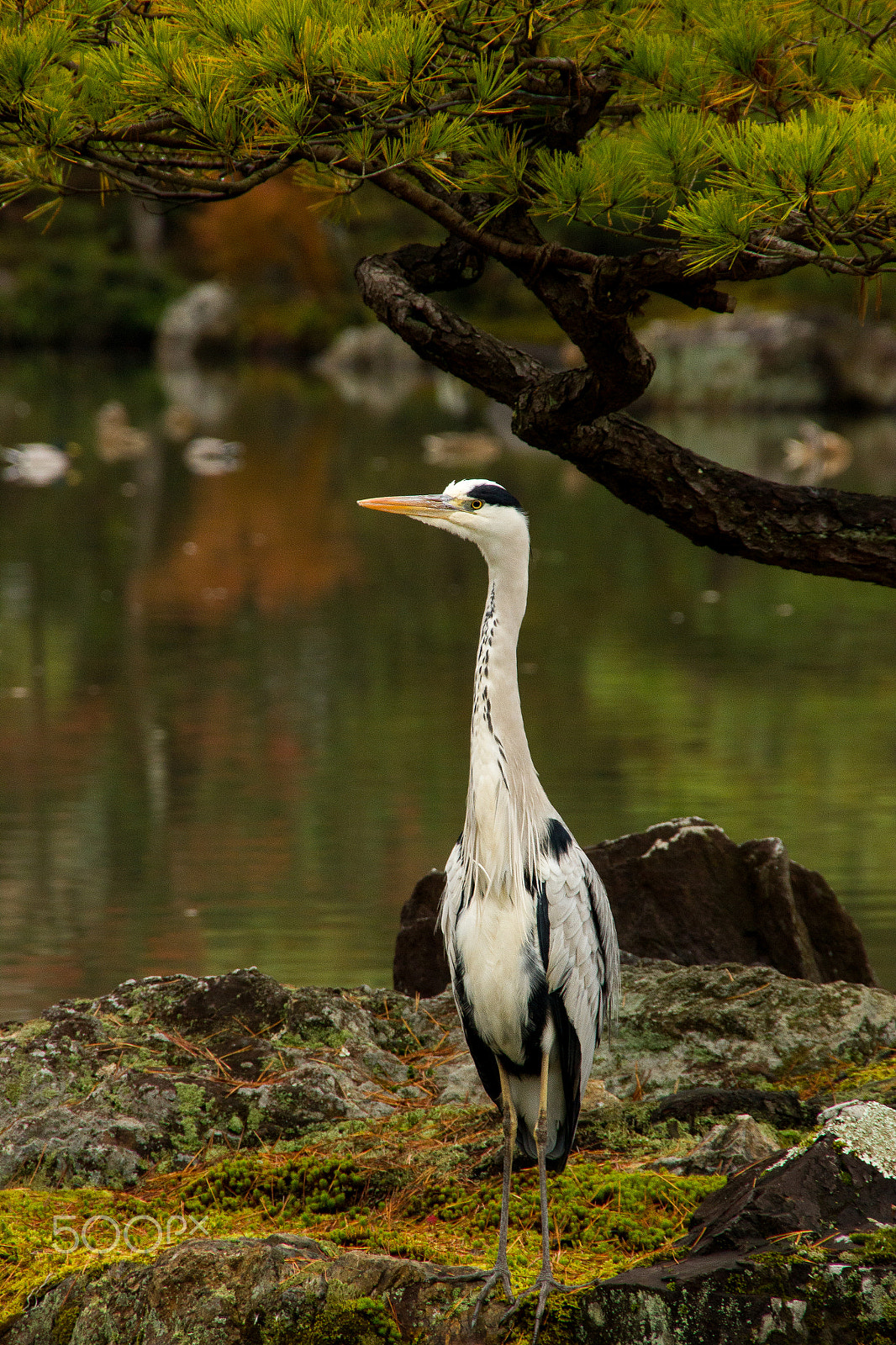 Sigma 18-250mm F3.5-6.3 DC OS HSM sample photo. Curiosity photography