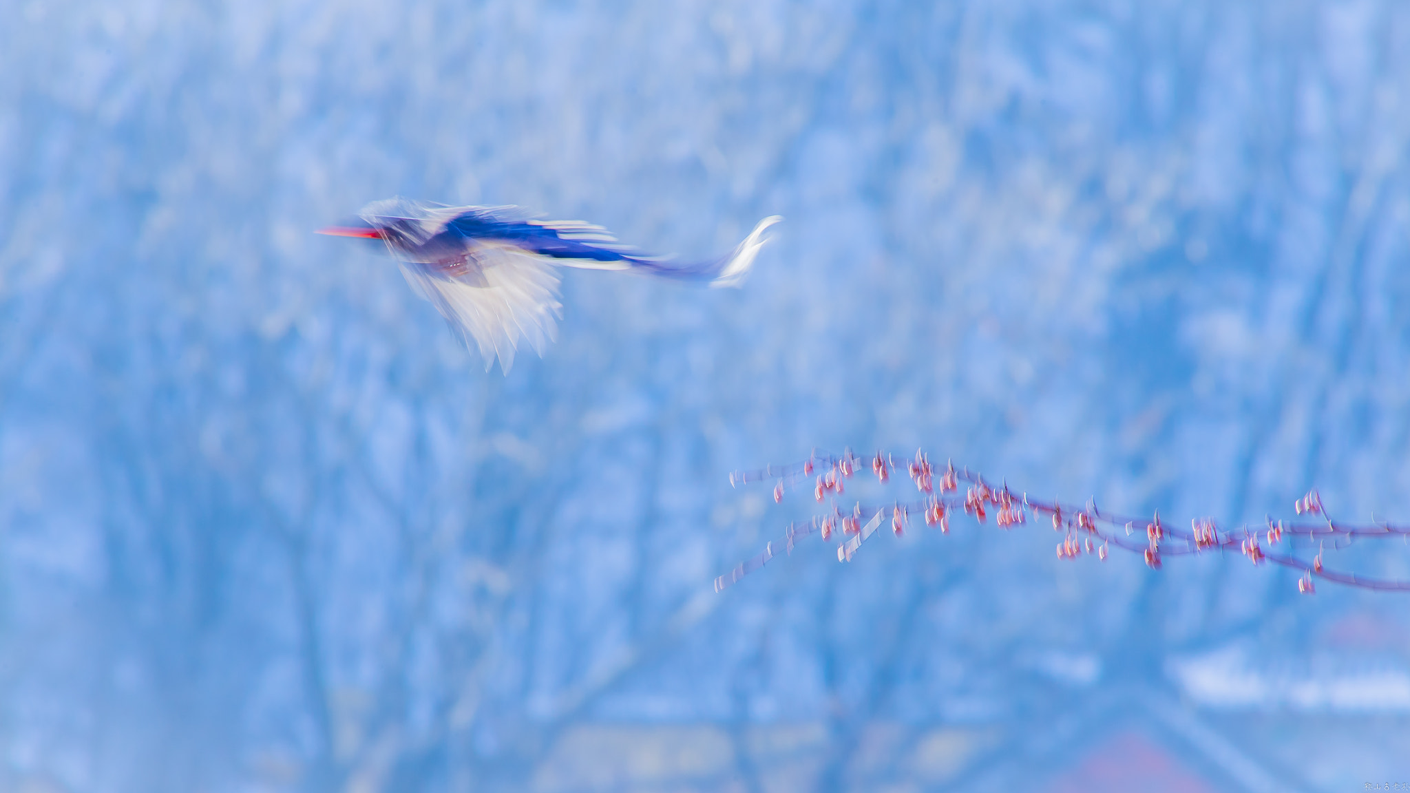 Canon EOS-1D X + Canon EF 400mm f/2.8L sample photo. 红嘴蓝鹊（urocissa erythroryncha） photography