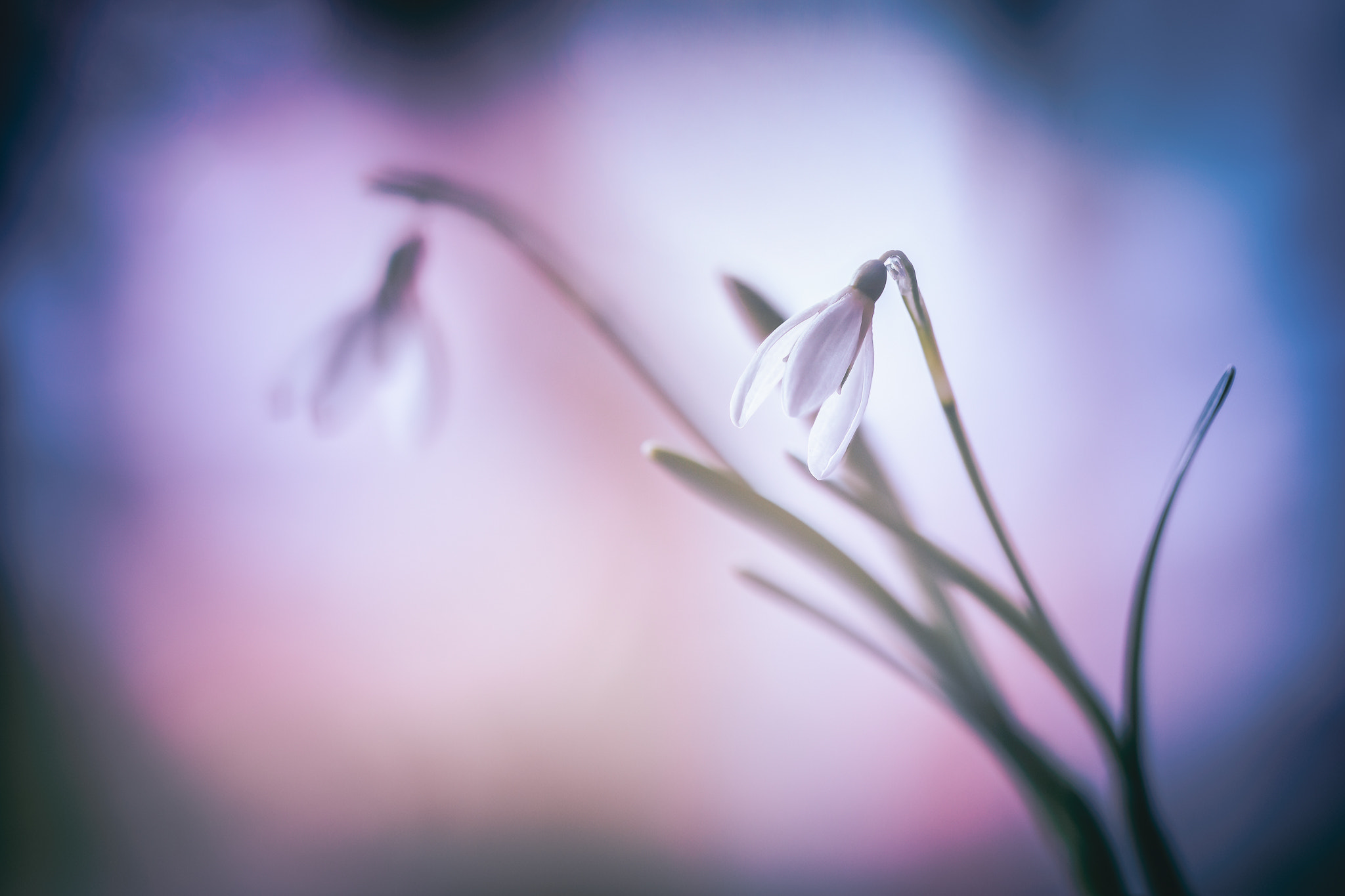 Canon EF 100mm F2.8L Macro IS USM sample photo. ~gently spring~ photography