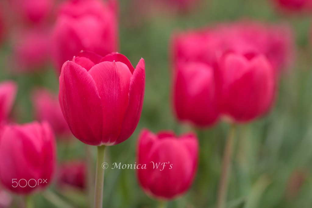 Canon EOS 550D (EOS Rebel T2i / EOS Kiss X4) + Canon EF 100mm F2.8L Macro IS USM sample photo. Tulips 3 .... photography