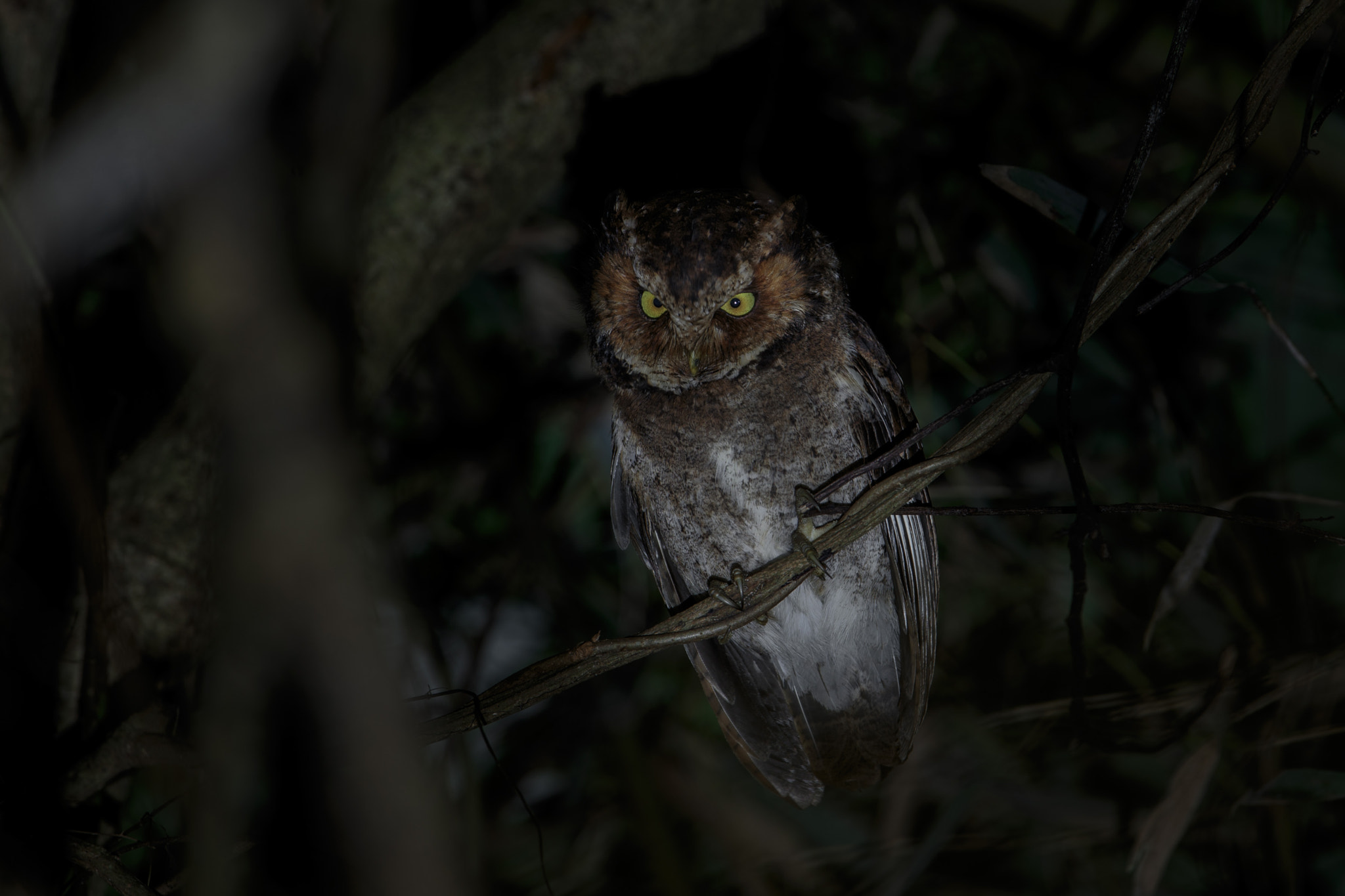 Canon EF 600mm F4L IS II USM sample photo. Mountain scops-owl 黃嘴角鴞 photography
