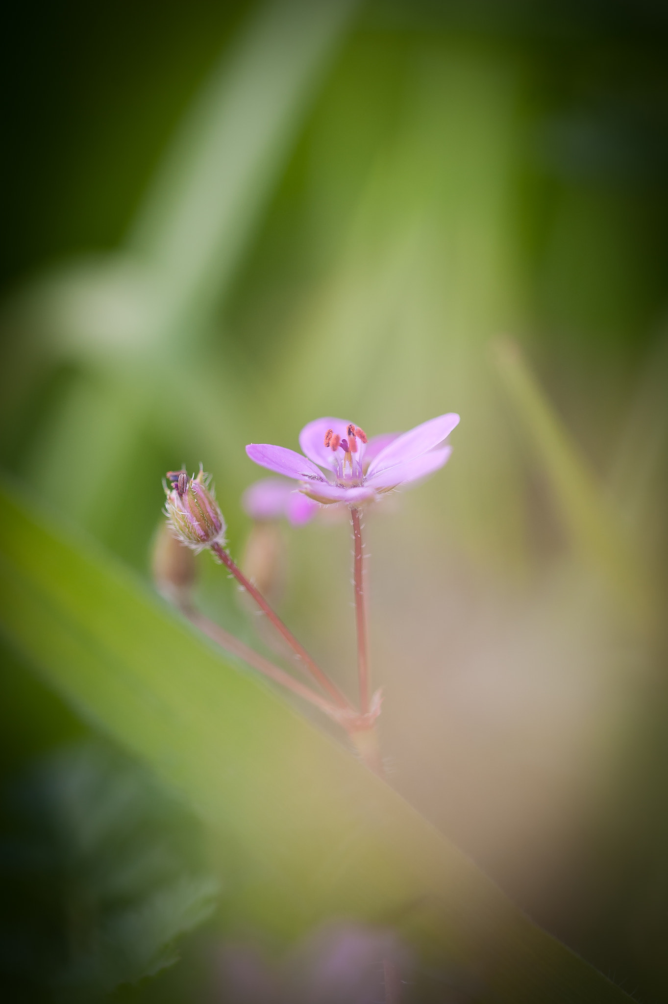 Sigma 105mm F2.8 EX DG OS HSM sample photo. Hidden photography