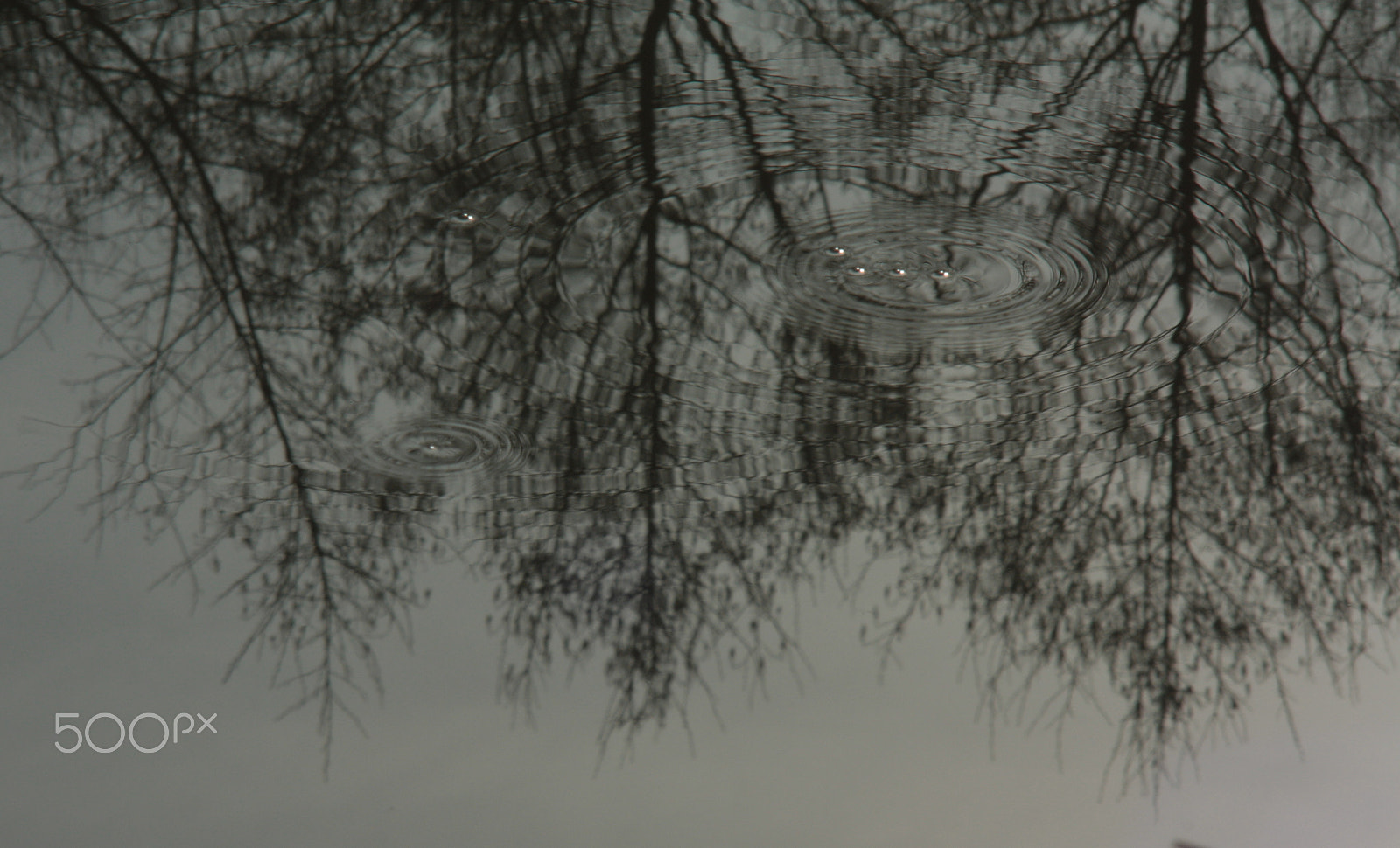 Canon EF 35-80mm f/4-5.6 sample photo. Eyes of water-dwellers photography