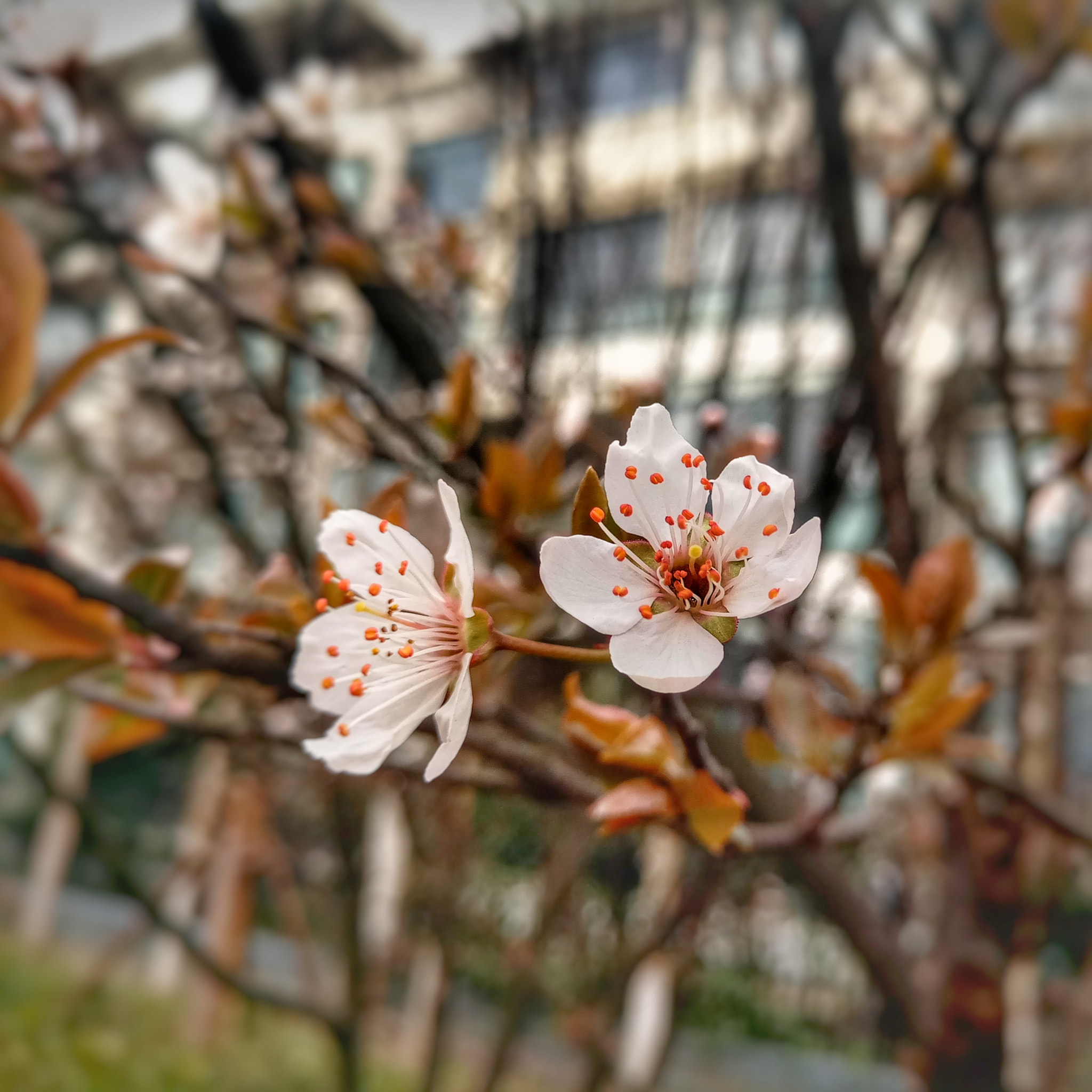 Meizu MX6 sample photo