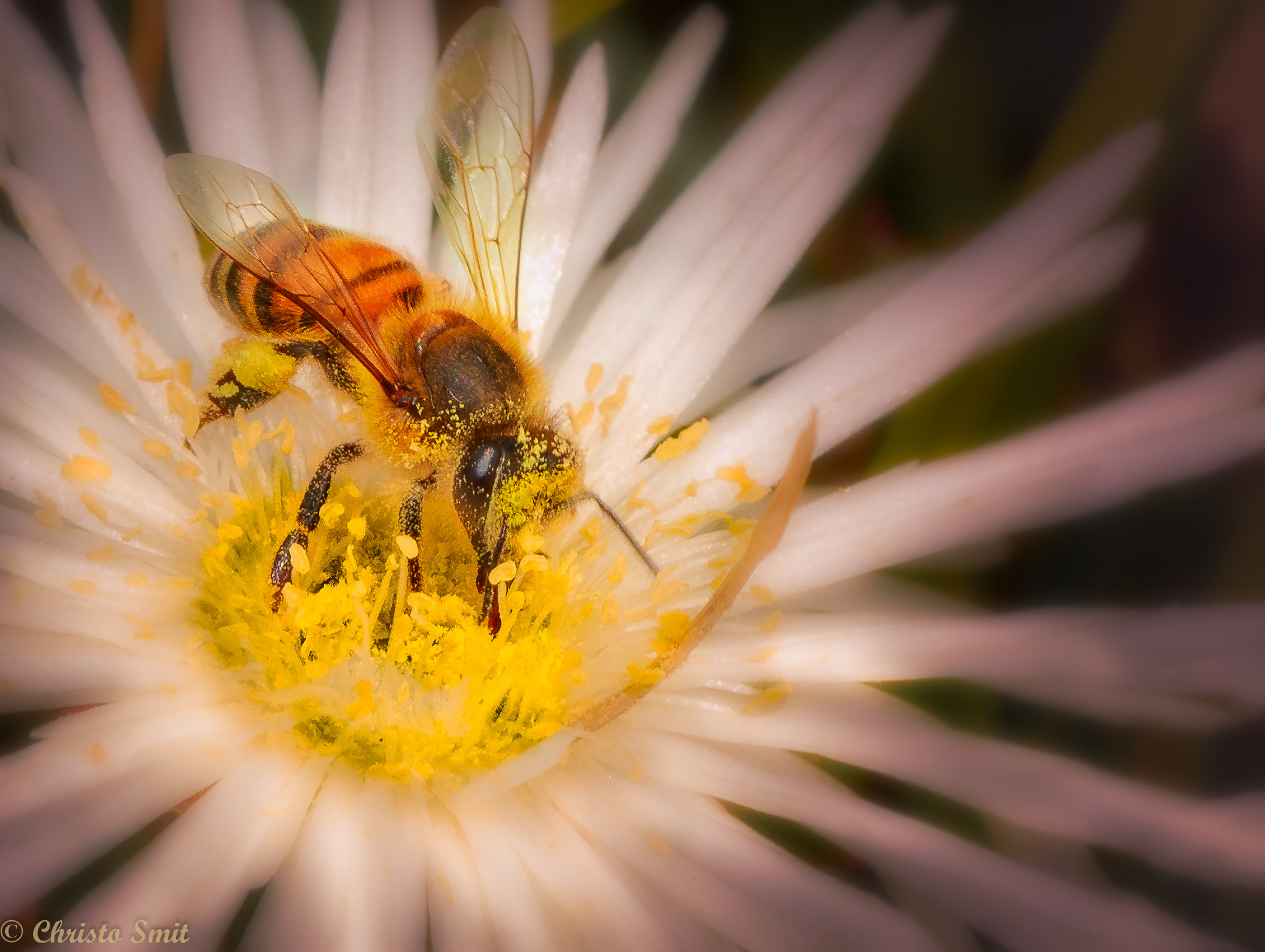 Canon EF 100mm F2.8 Macro USM sample photo. Rolling in my food photography