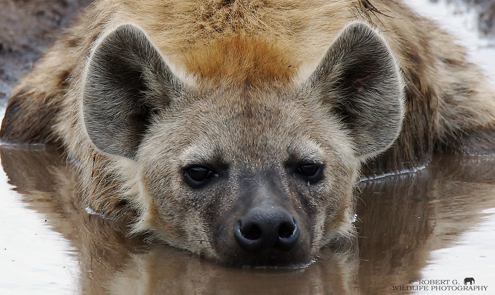 Sony SLT-A77 + Tamron SP 150-600mm F5-6.3 Di VC USD sample photo. Hyena in water   masai mara 2016 photography