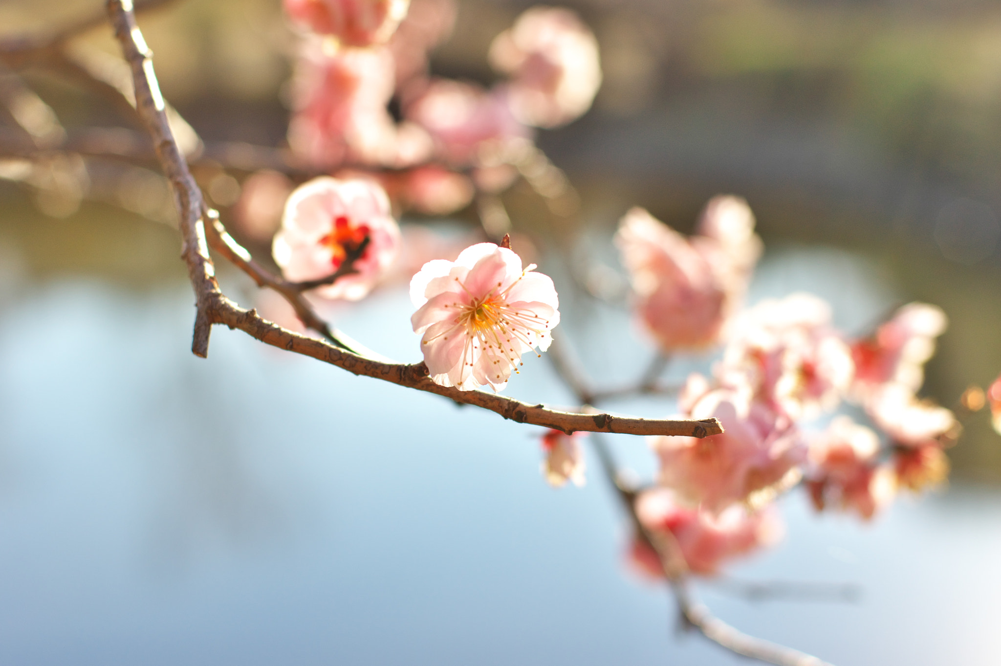 Pentax K-3 + Pentax smc FA 43mm F1.9 Limited sample photo. "still there ....." photography